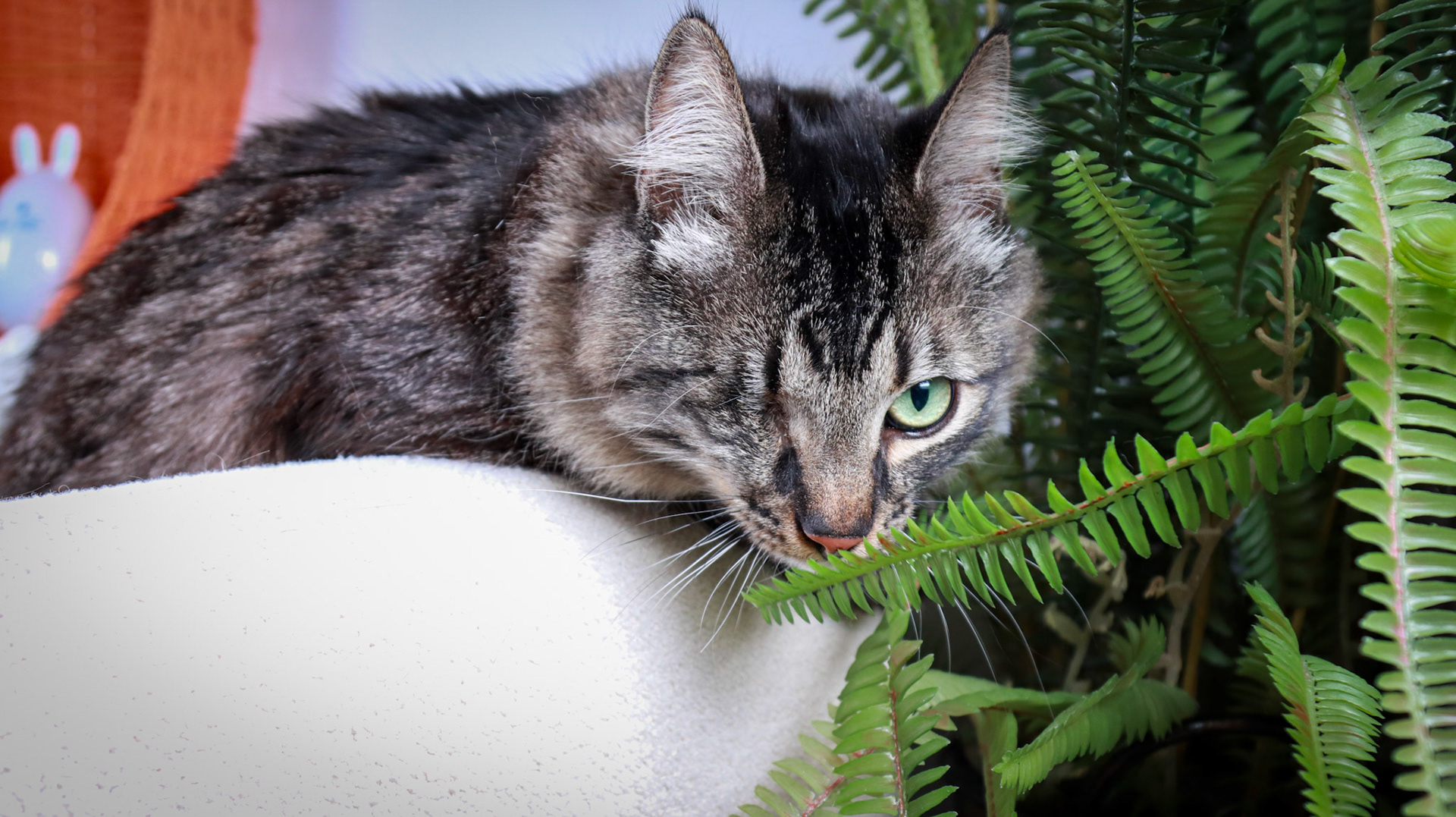 Bucky (M-DMH-Tabby)