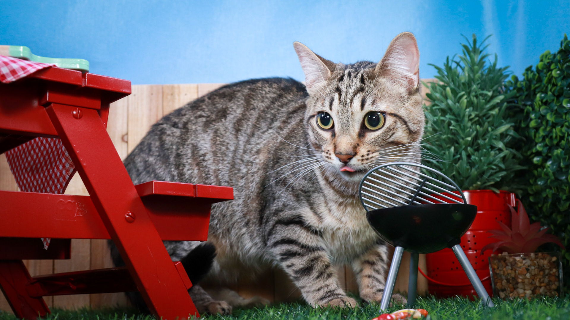 Henry (M-DSH-Tabby)