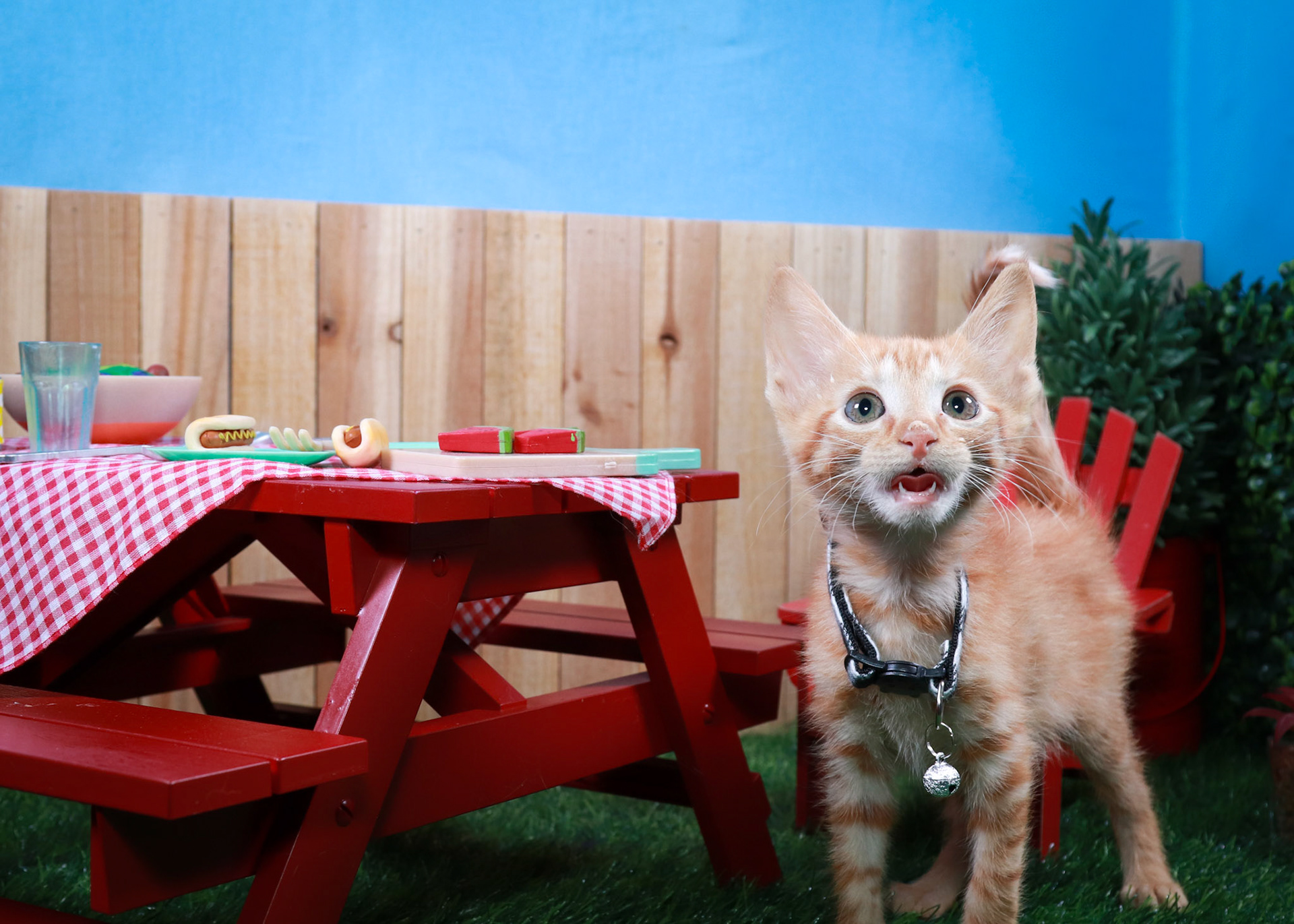 Tator Tot(M-DSH-Ginger)