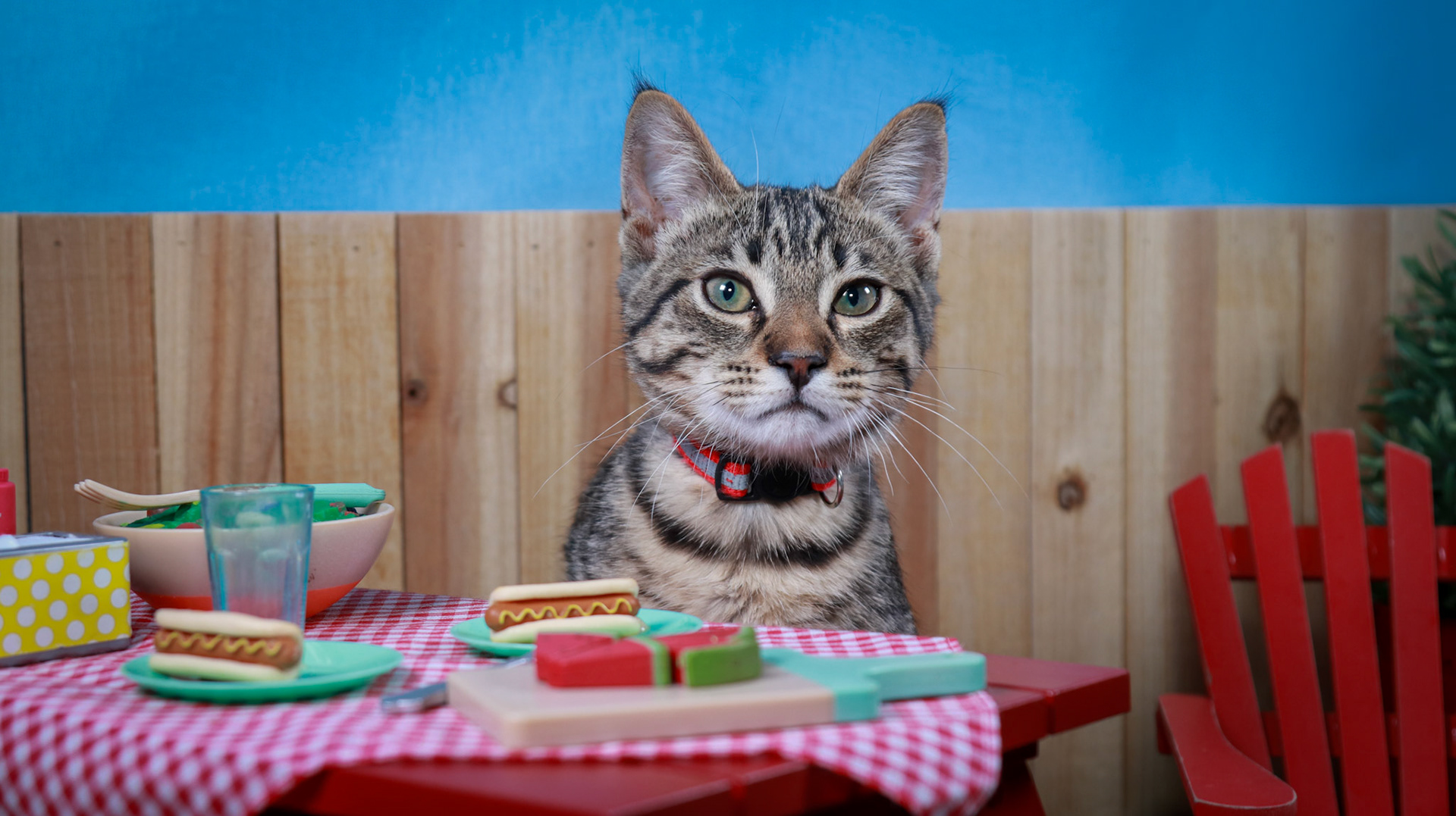 Taz (M-DSH-Tabby)