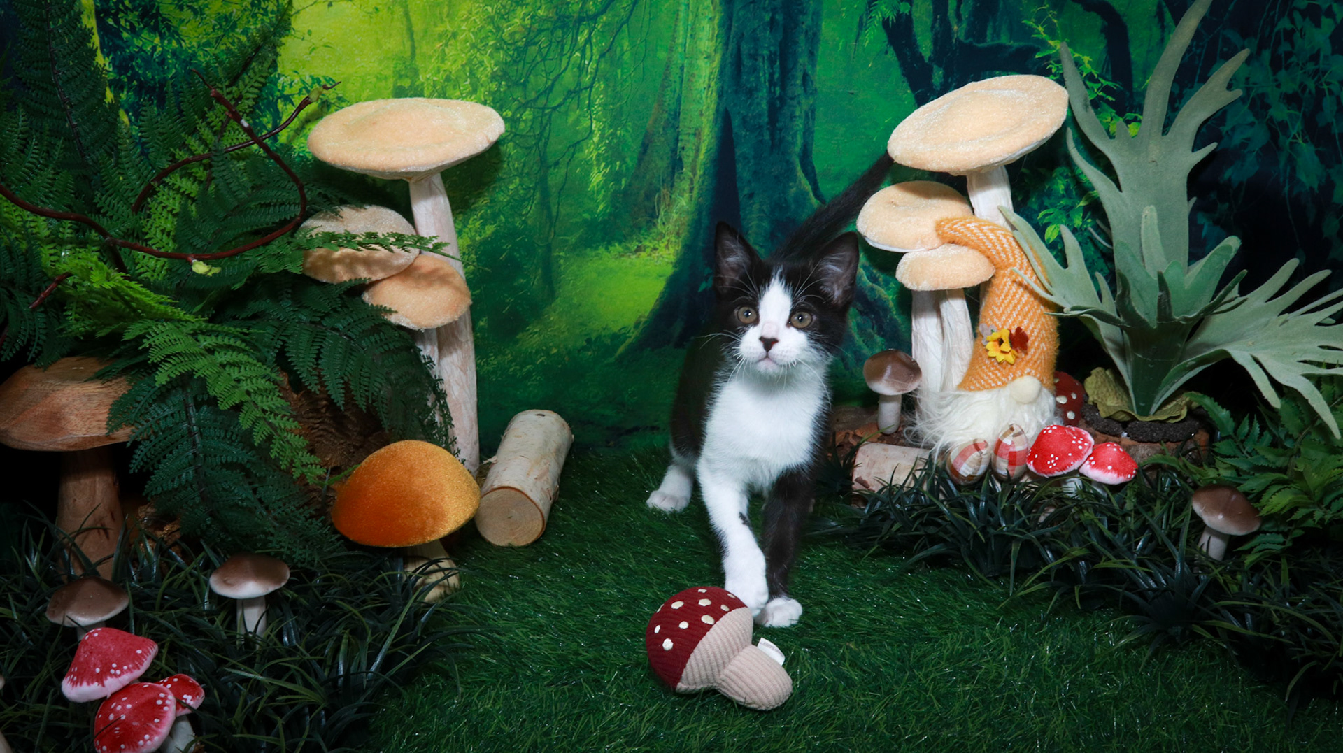 Mousse (M-DSH-Tuxie)