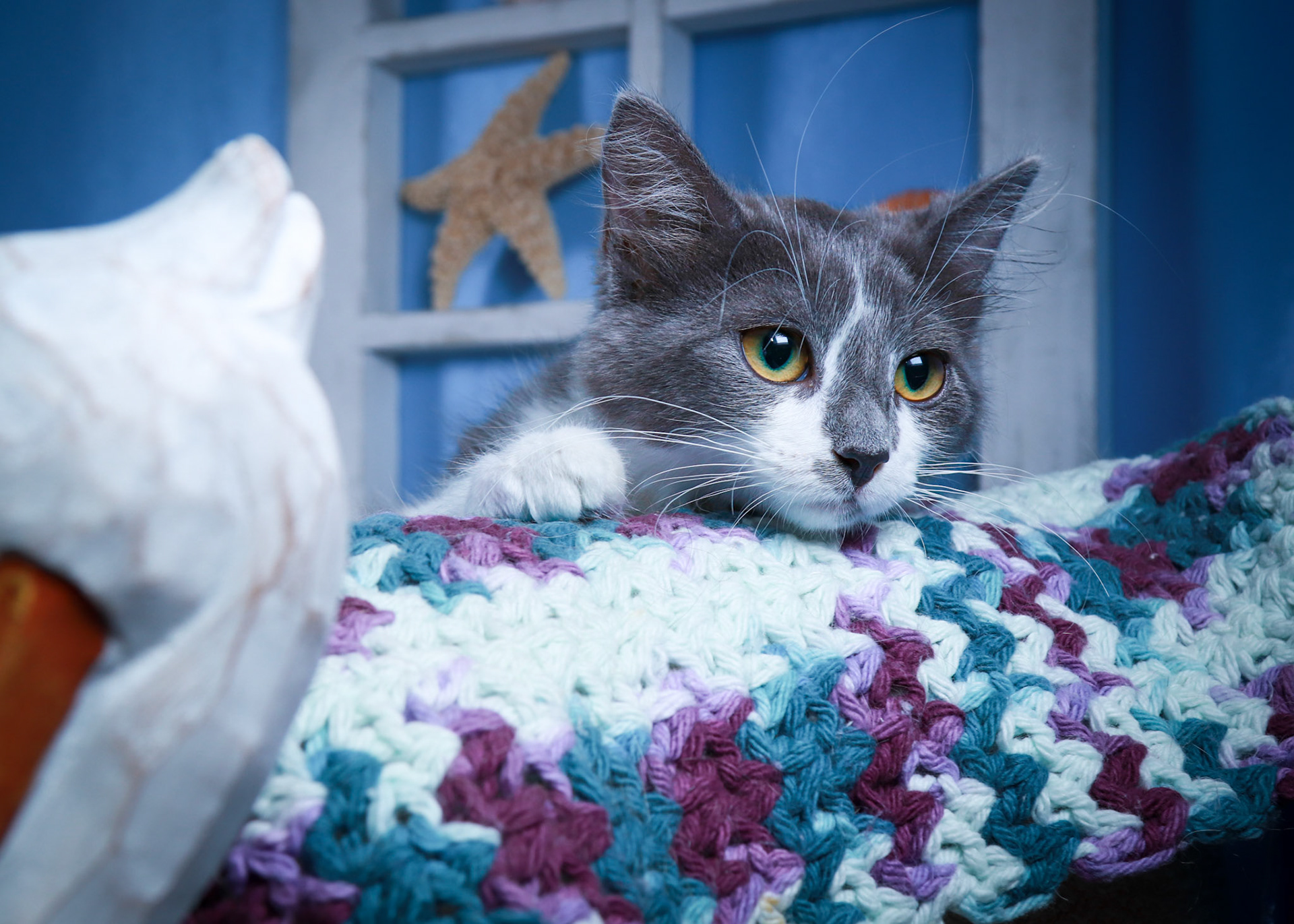 Sweet Beauty (F-DSH-Gray/White)