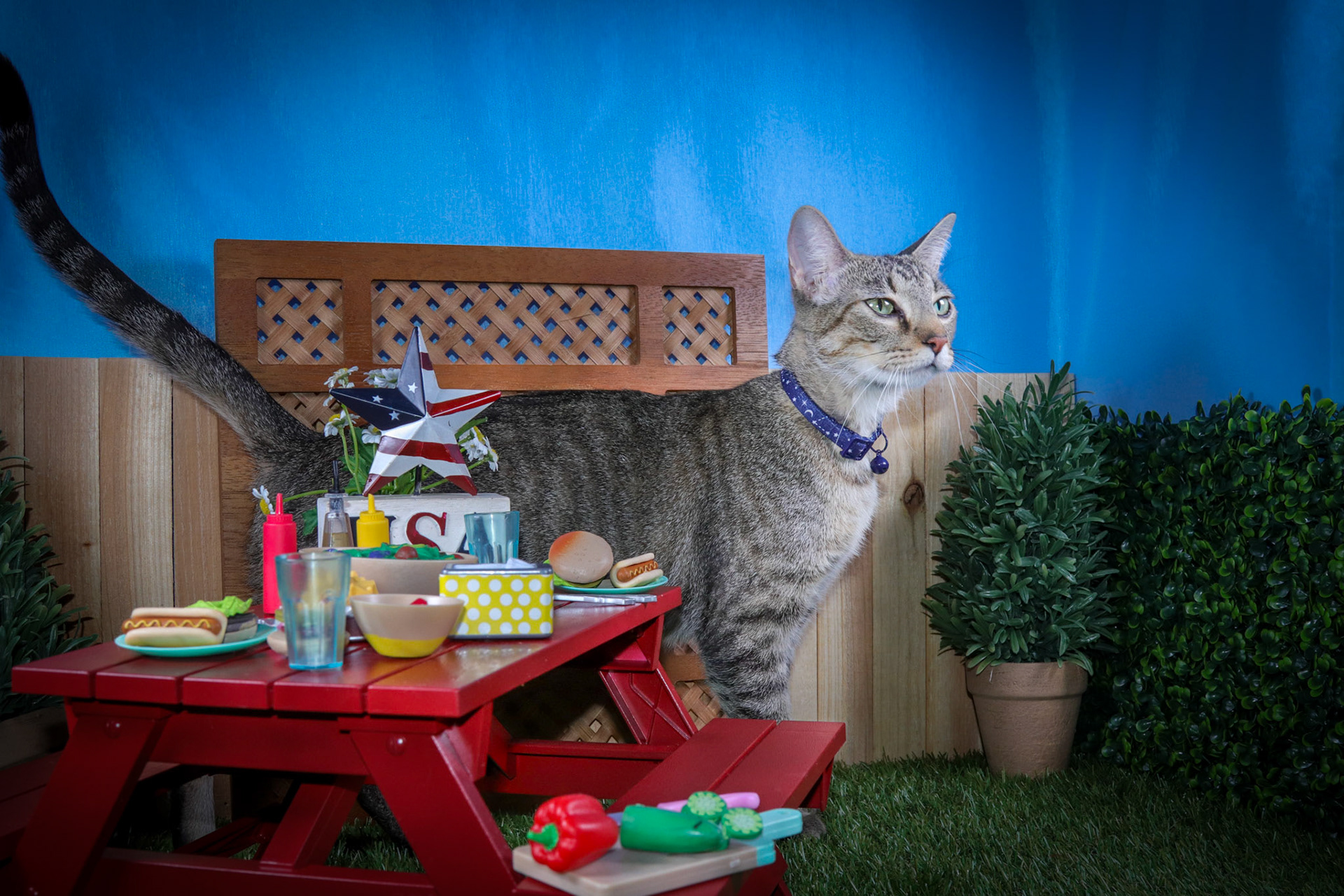 Olivia (F-DSH-Tabby)