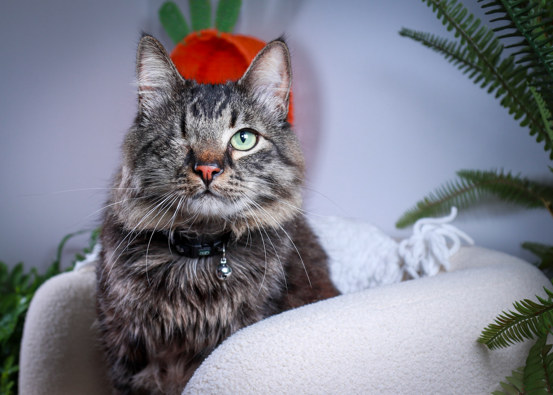 Bucky (M-DMH-Tabby)