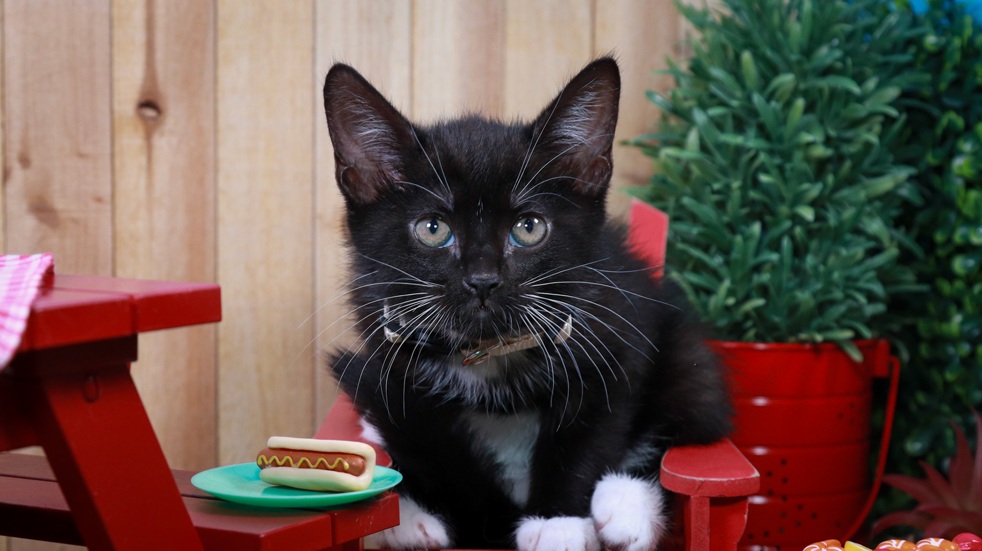 Obsidian (F-DSH-Black/White/Tuxie)