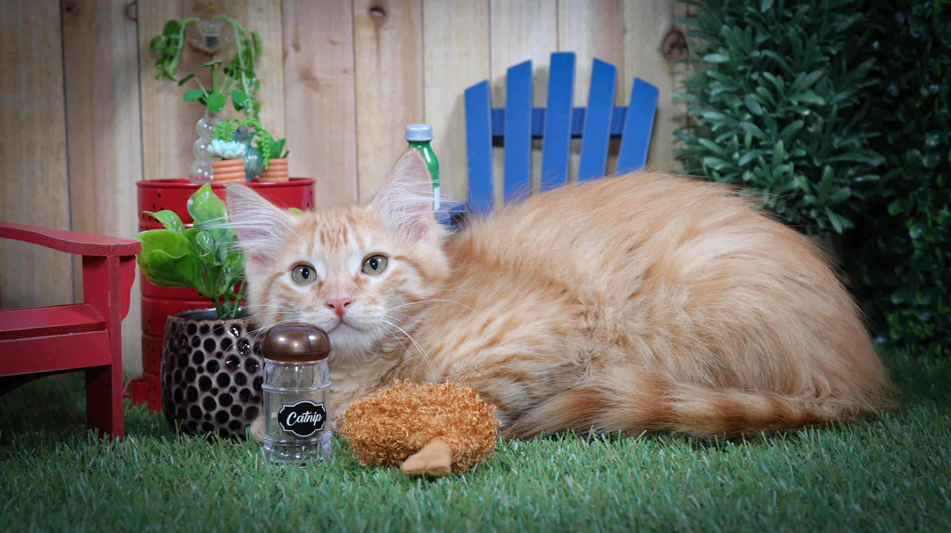 Freya (M-DLH-Orange)
