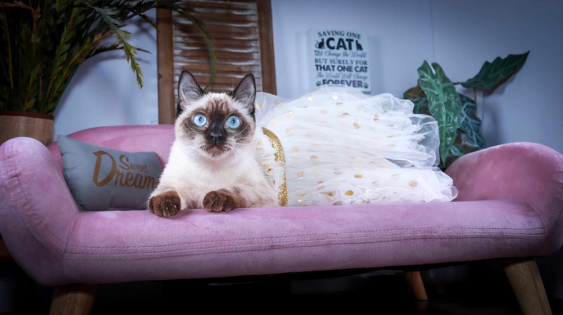 Meci (F-DSH-Seal Point Siamese)