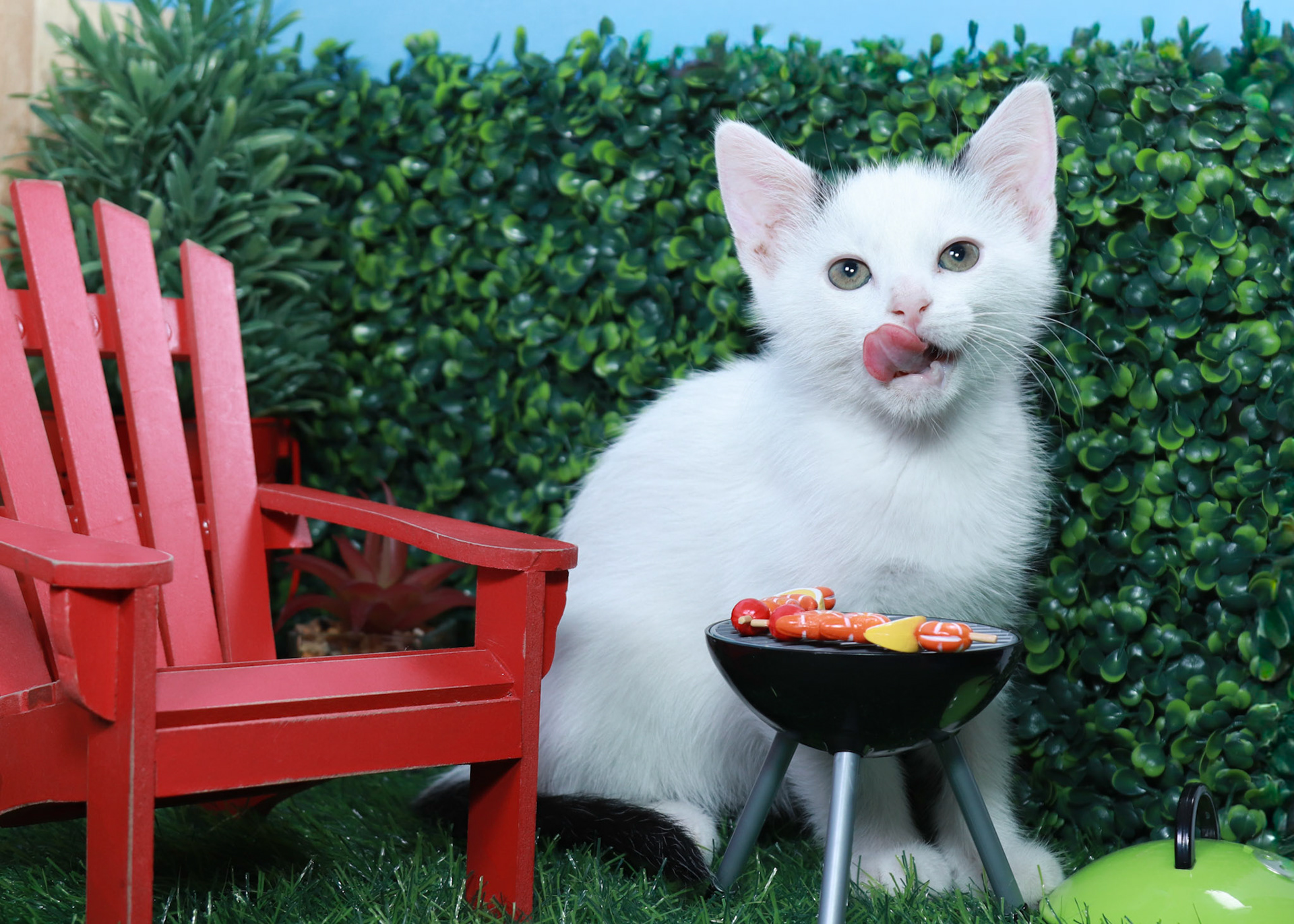 Basil (M-DSH-Black/White)