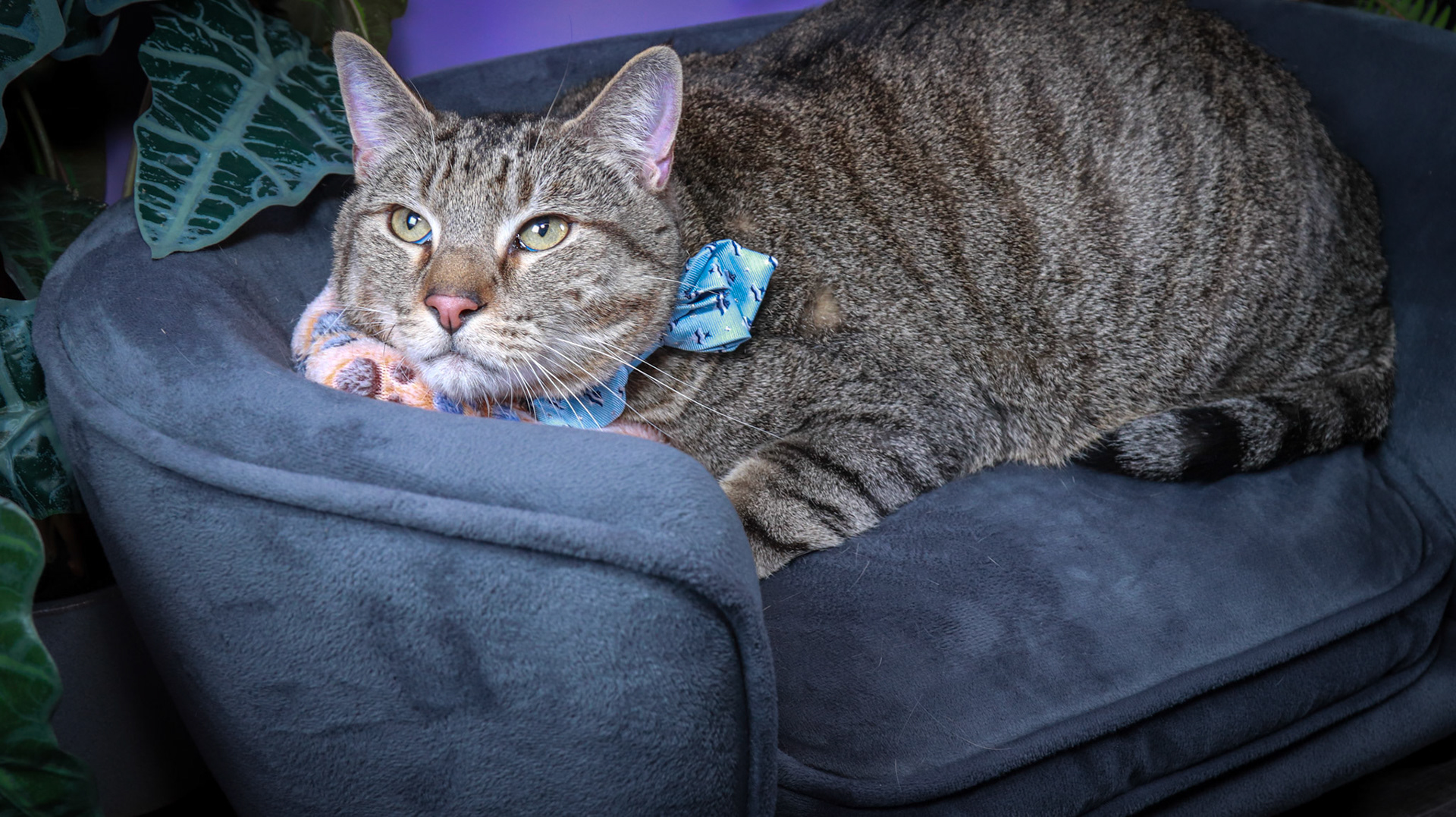 Smokes (F-DSH-Tabby)