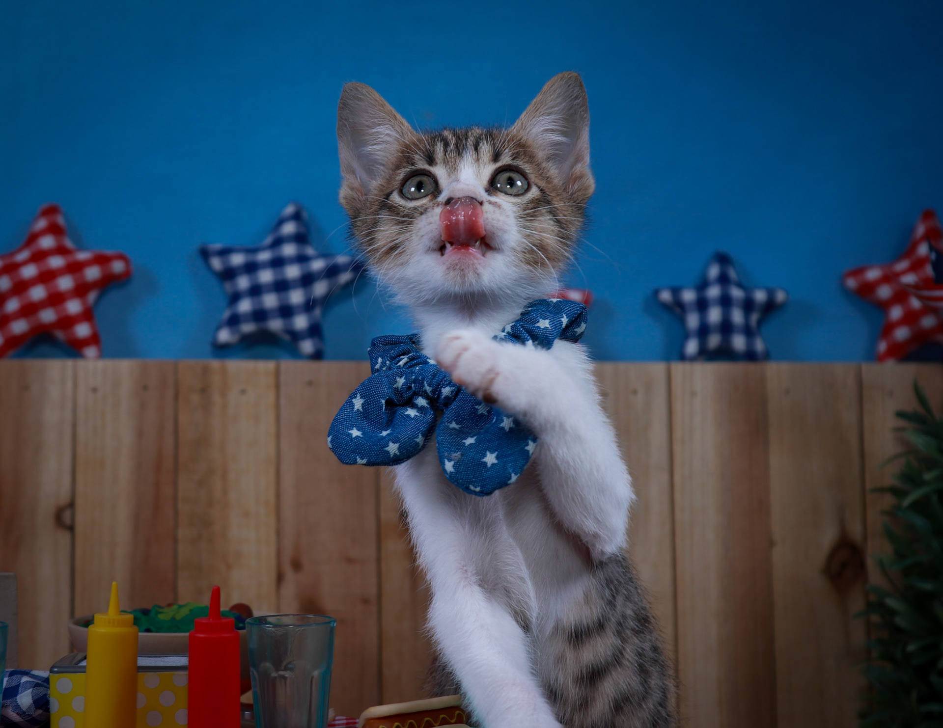 Eragon (M-DSH-Tabby/White)