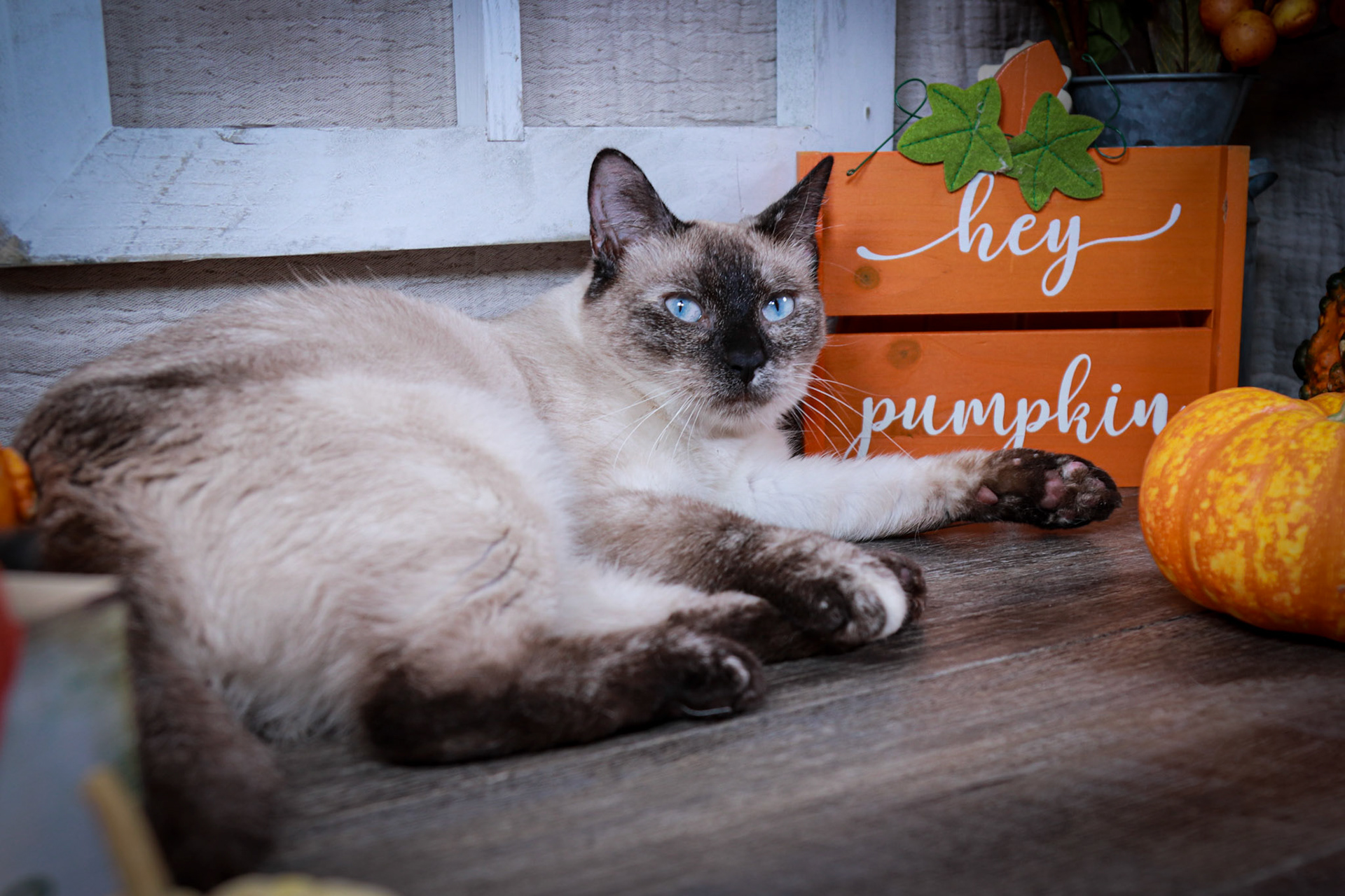 Alice (F-DSH-Tortie Point Siamese)
