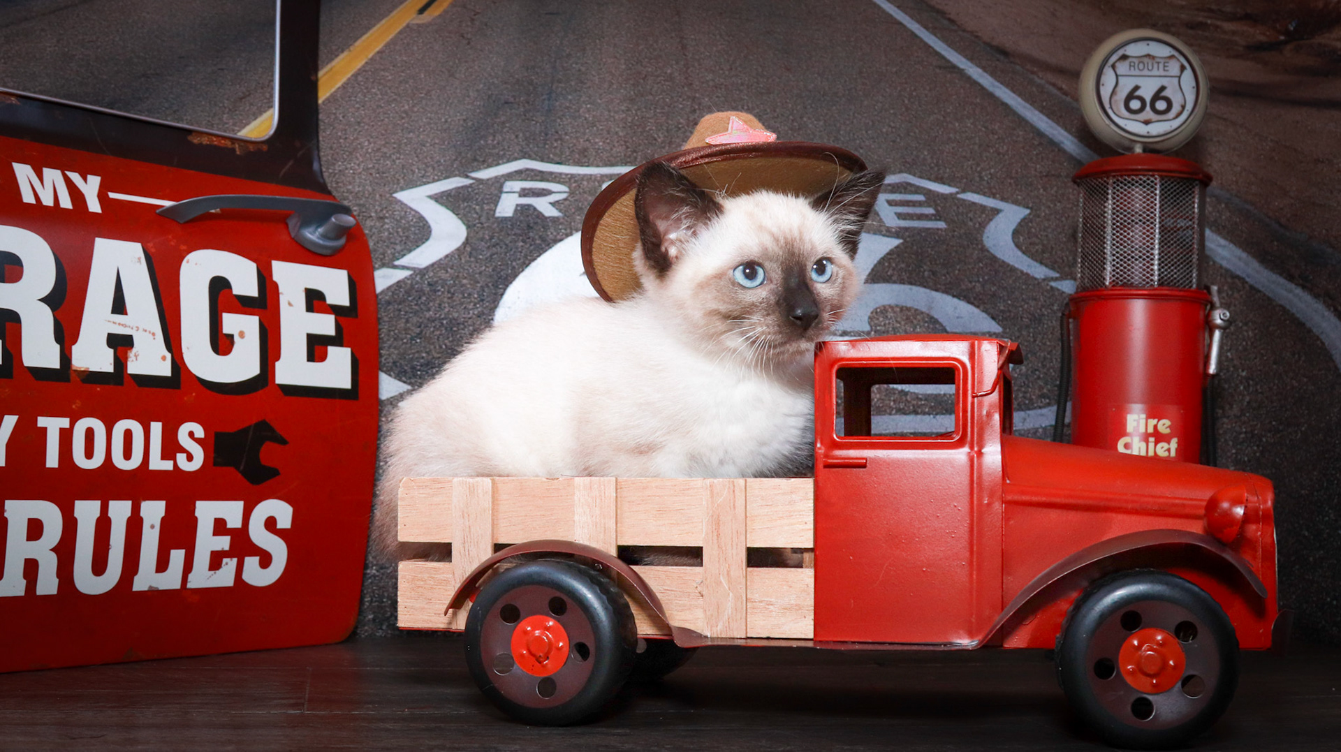 Bolt (M-DSH-Seal Point Siamese)