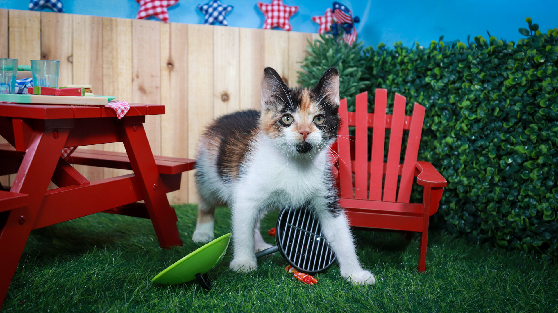 Calypso (F-DSH-Calico)