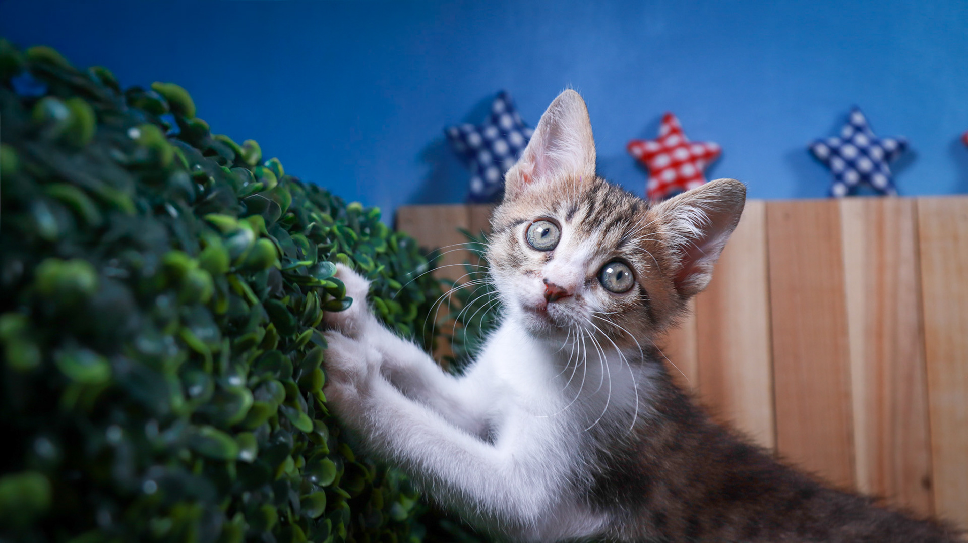 Eragon (M-DSH-Tabby/White)