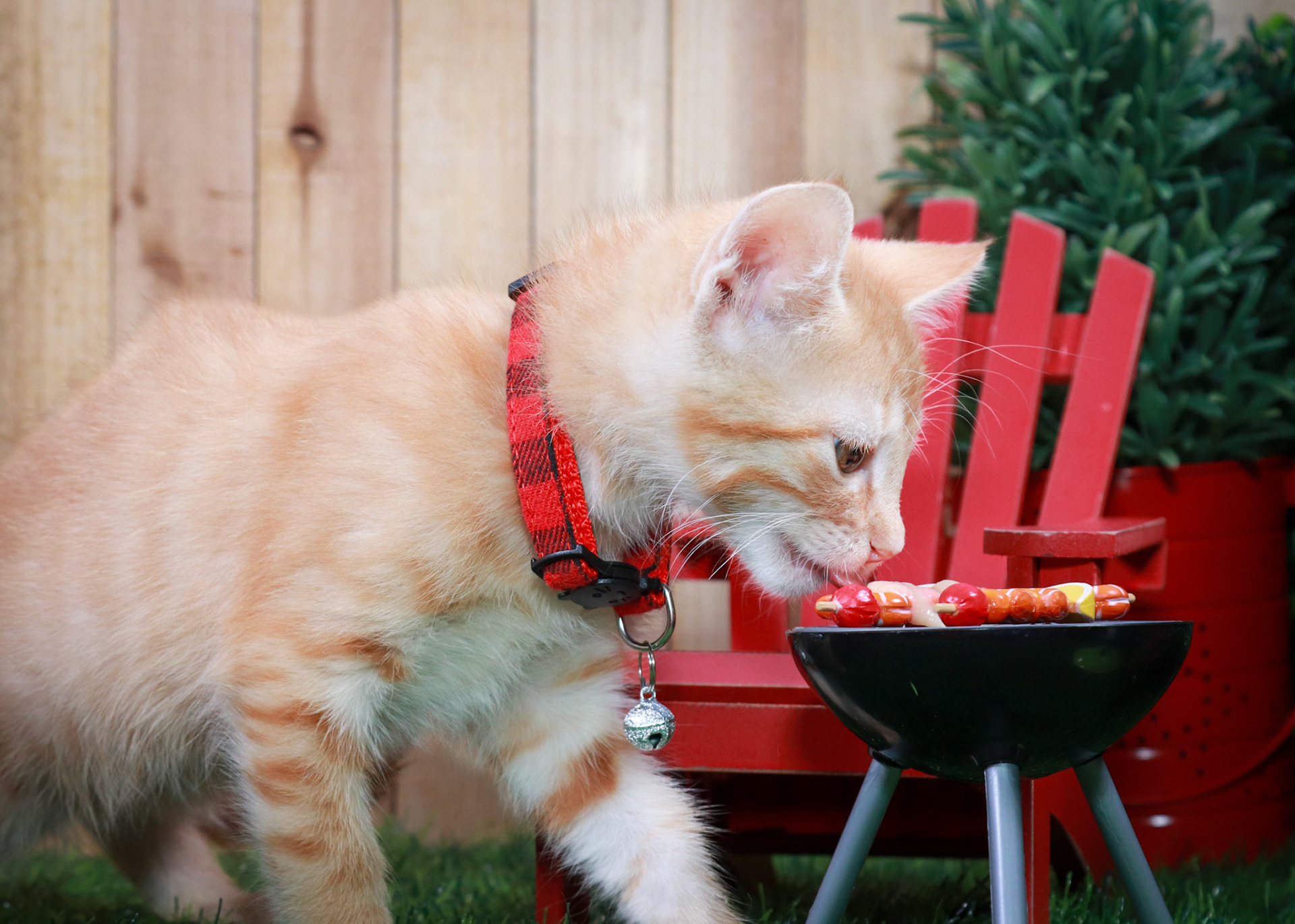 Chilli (M-DSH-Ginger)