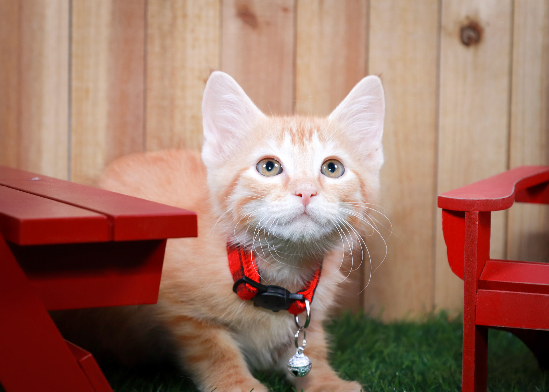 Chilli (M-DSH-Ginger)