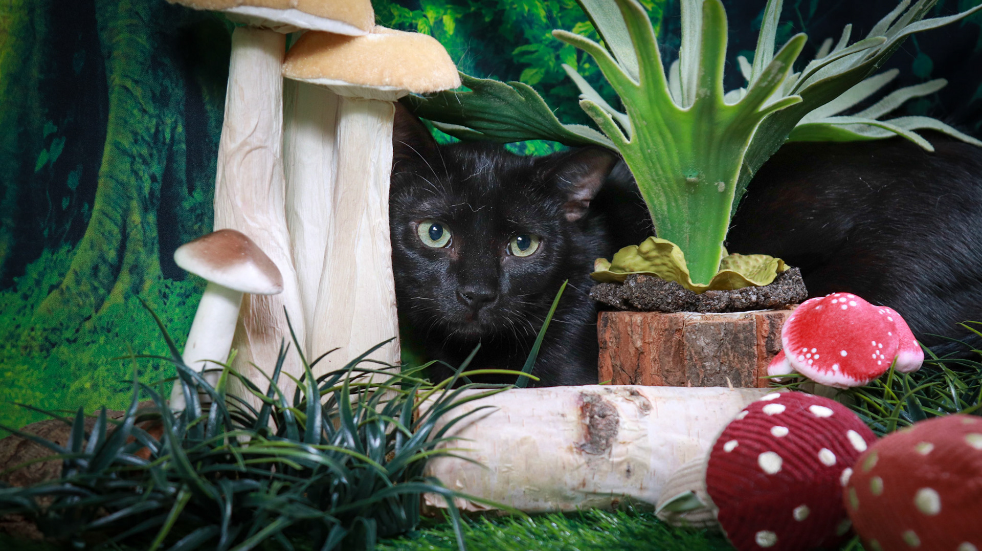 Binx (M-DSH-Black)
