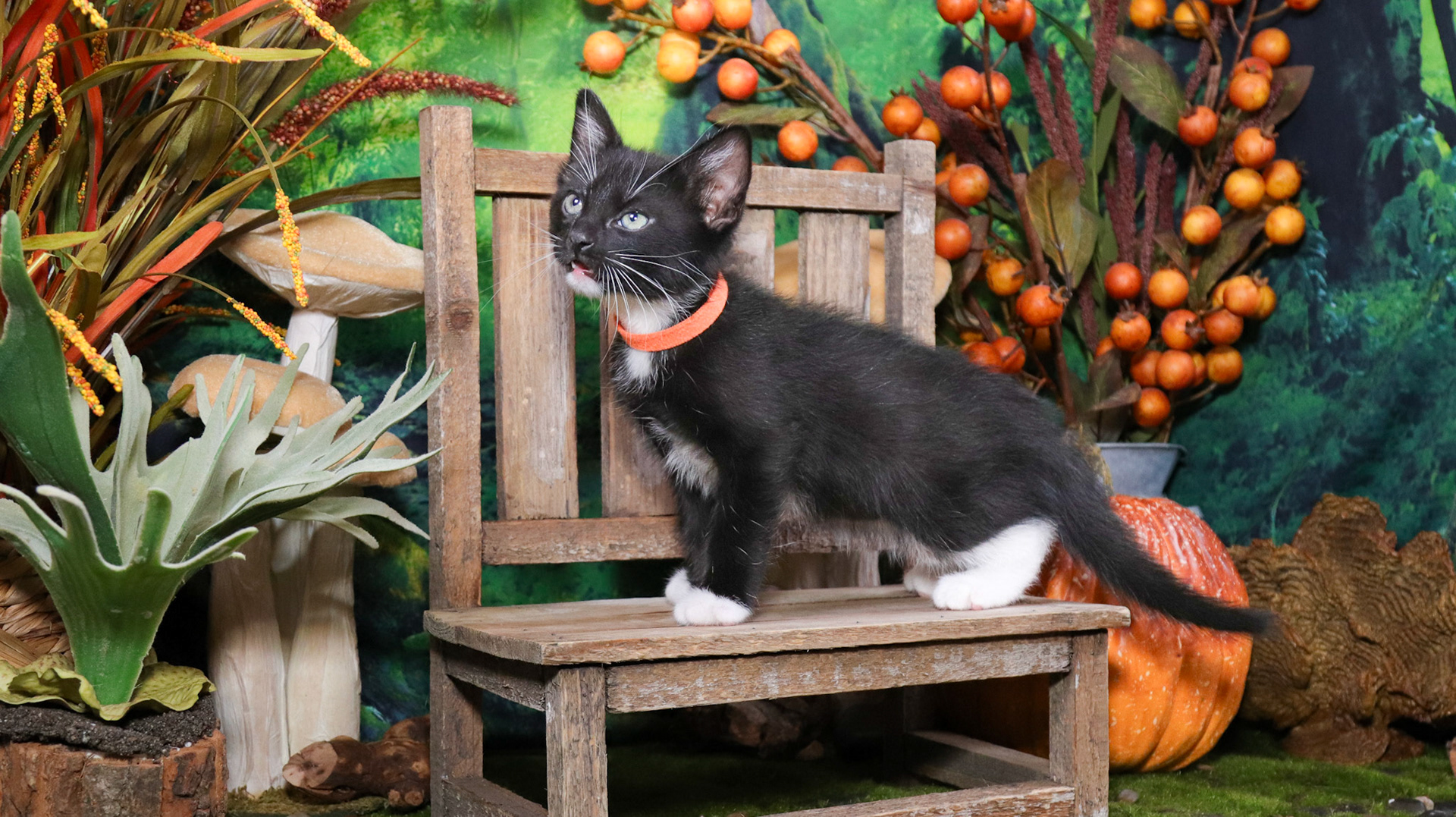 Ash (M-DSH-Black/White/Tuxie)