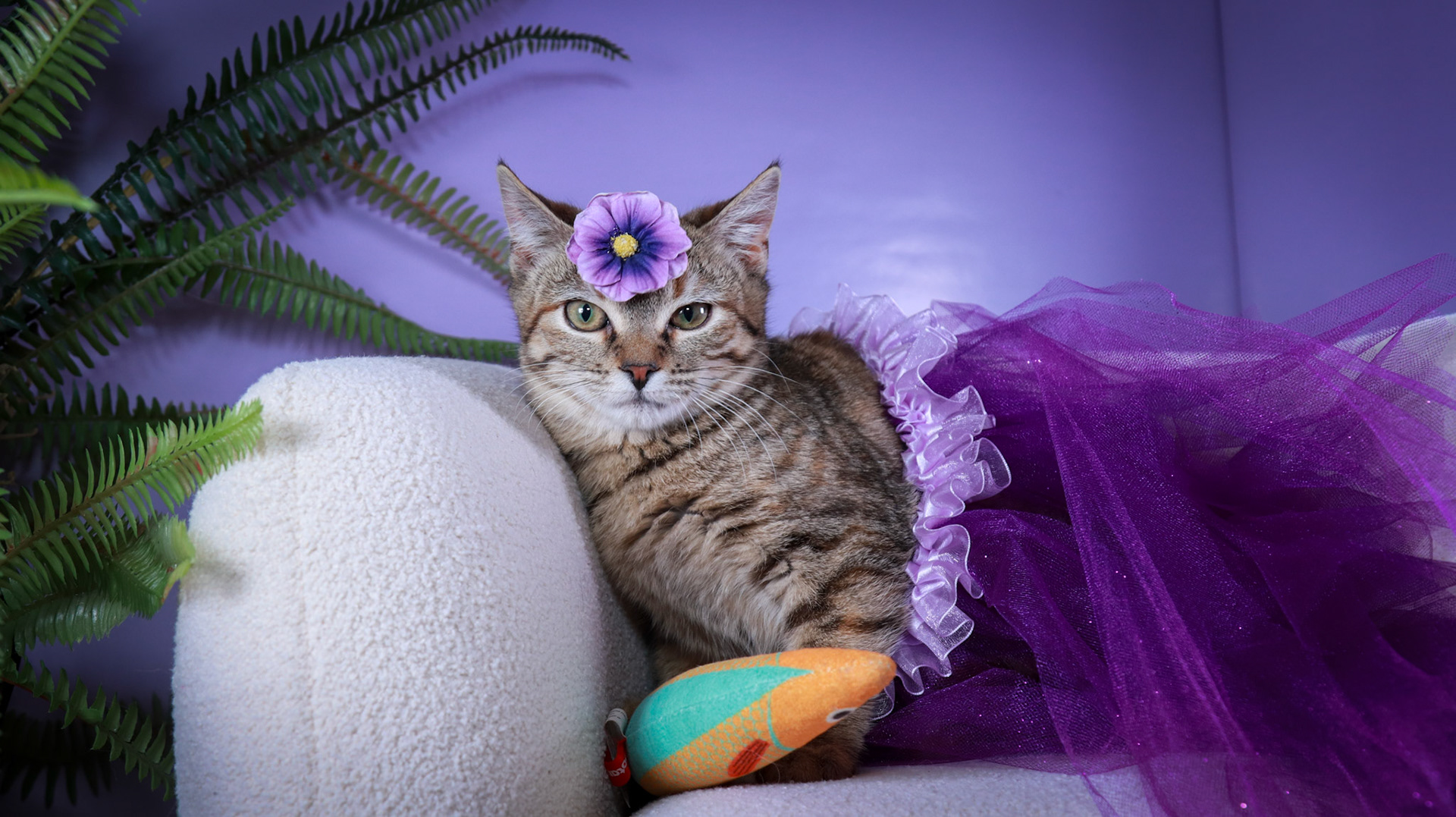 Poppy (F-DSH-Torbie)