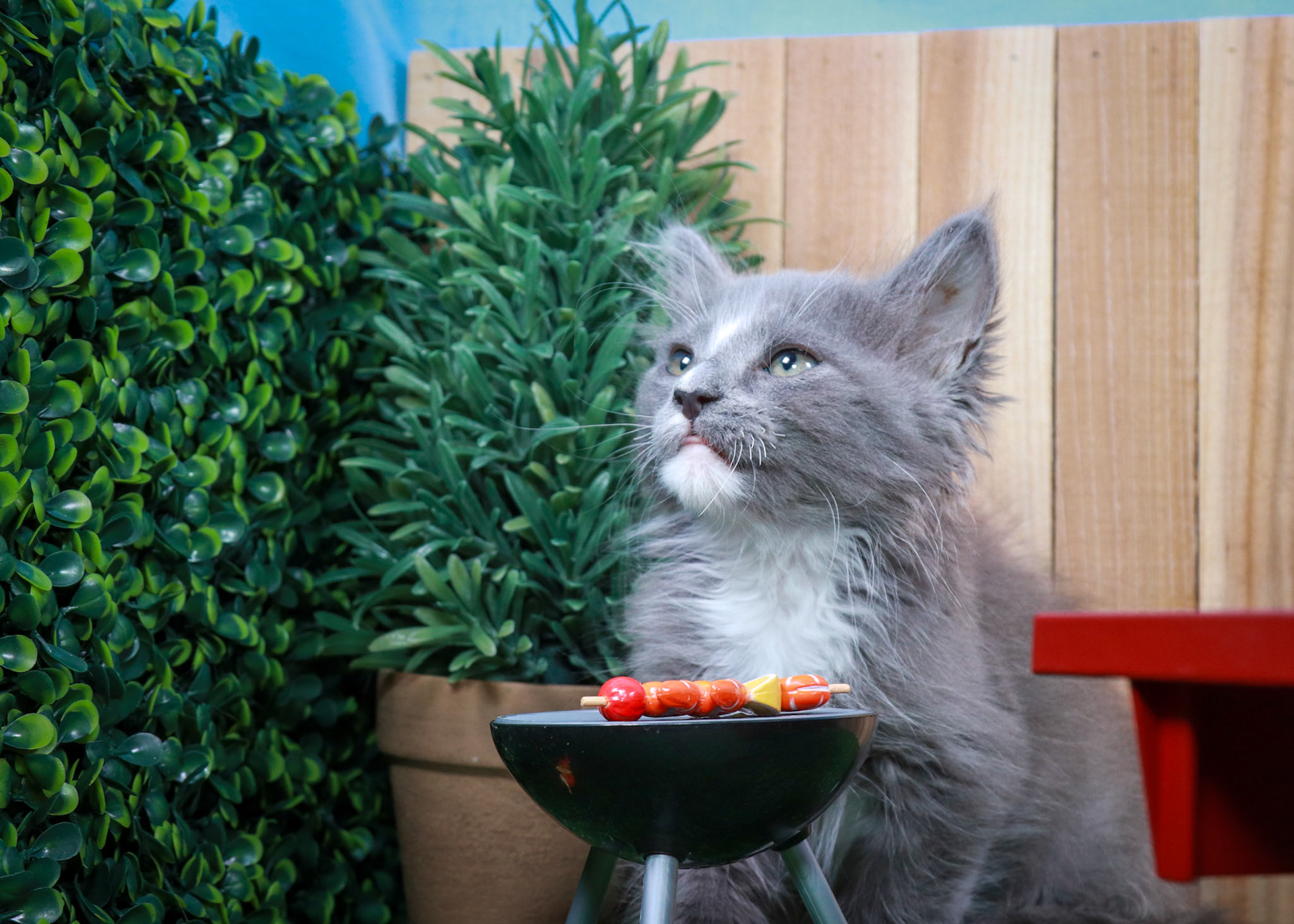 Pepper (M-DLH-Gray/White/Tuxie)