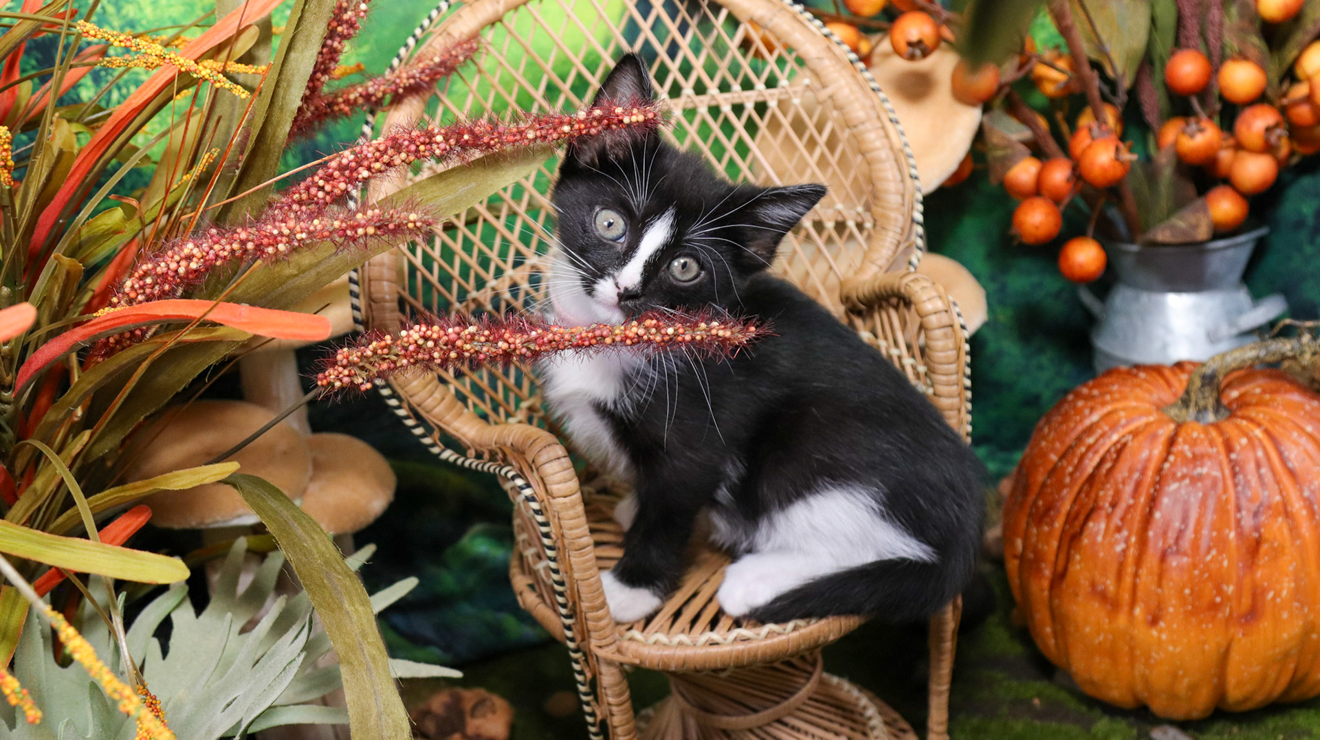 Magnolia (F-DSH-Black/White/Tuxie)