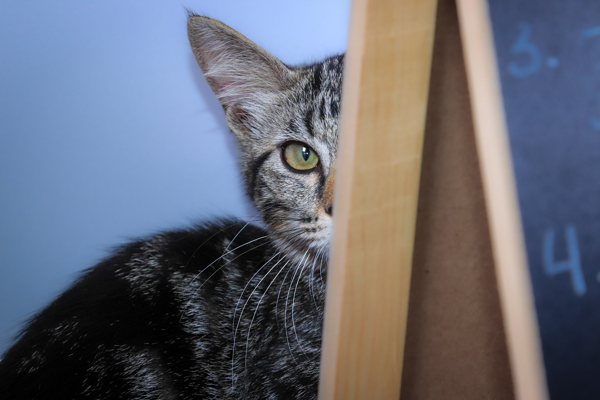 Scamp (F-DSH-Tabby)
