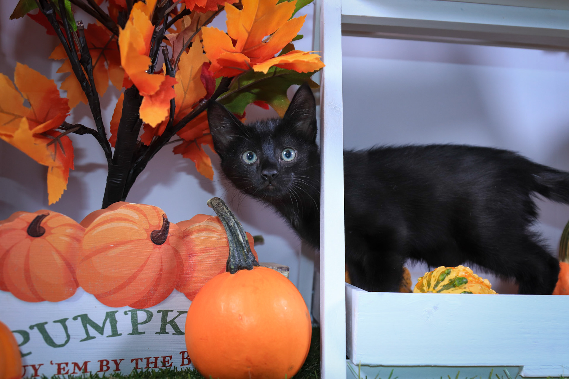 Salem (F-DSH-Black)