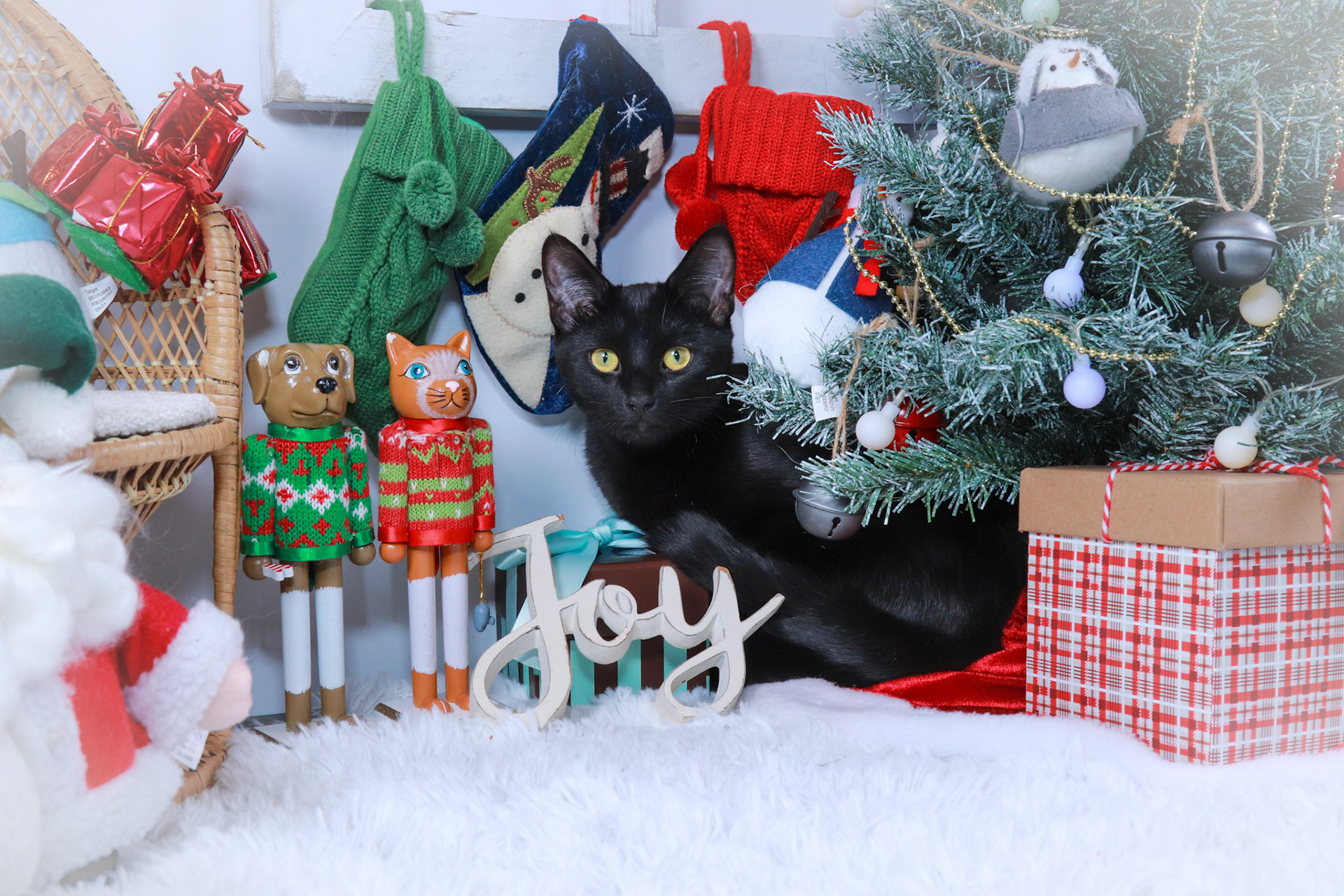 Skipper (F-DSH-Black)