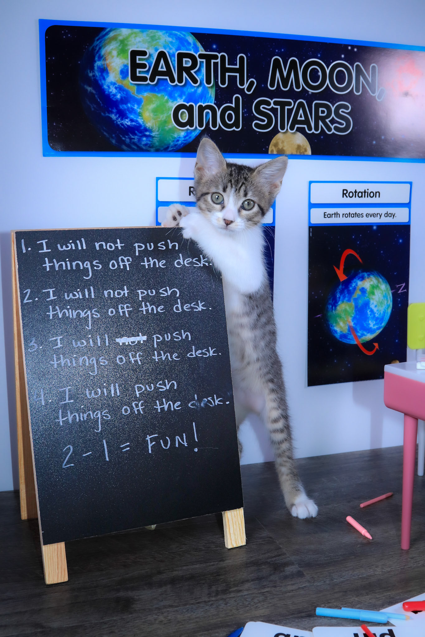 Washi (F-DSH-Tabby/White/Manx)