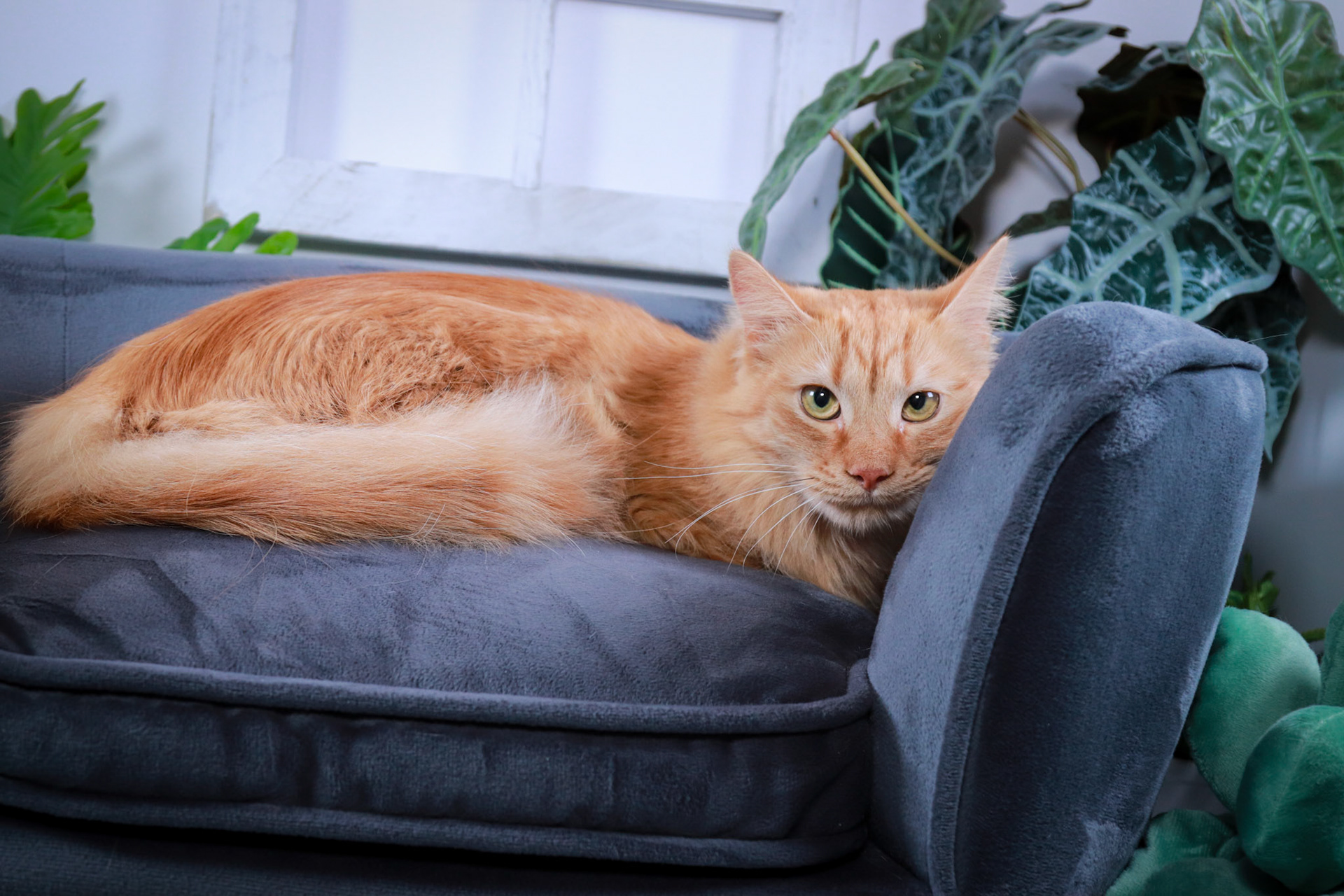 Mango (M-DLH-Ginger/Tabby)