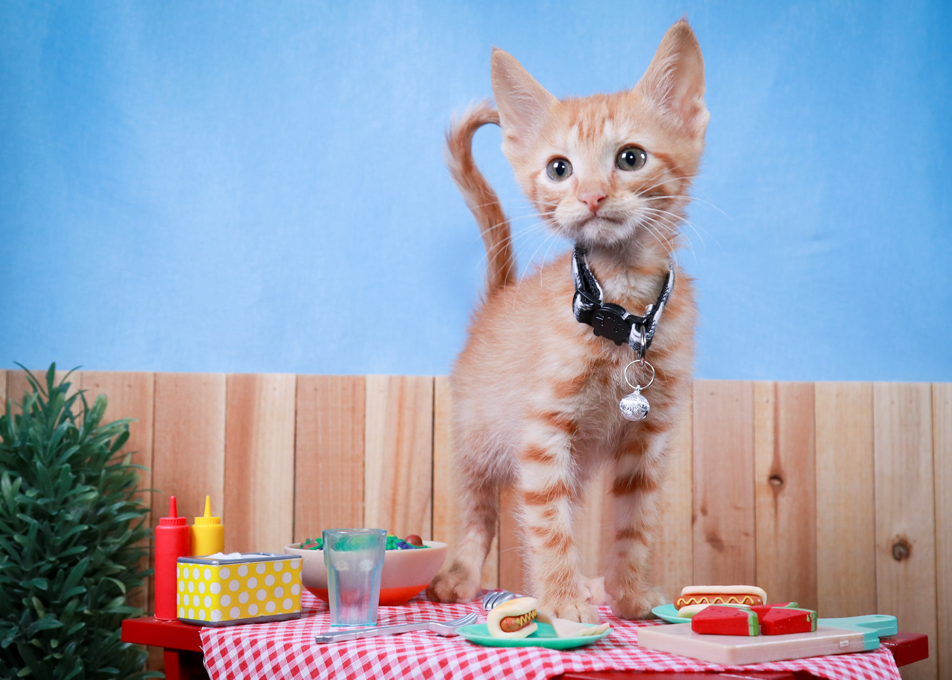 Tator Tot(M-DSH-Ginger)