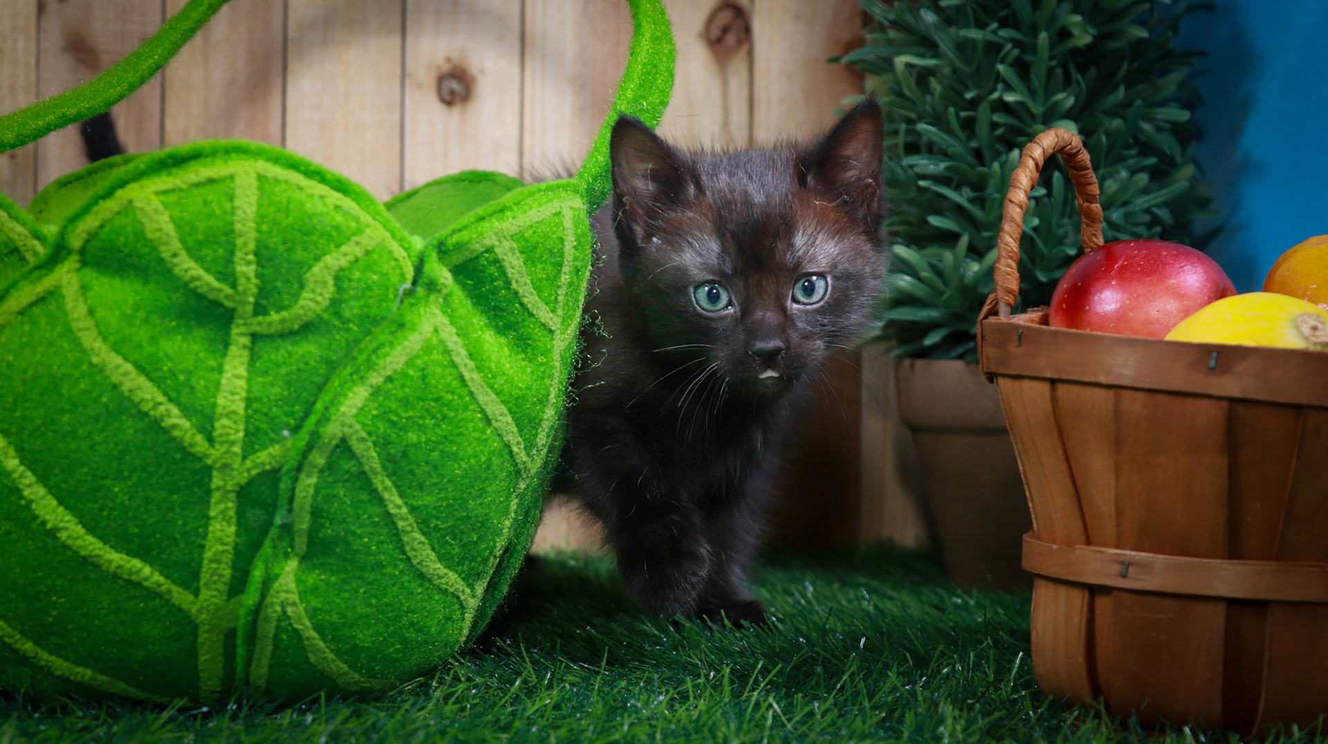 Tippy (M-DLH-Black)