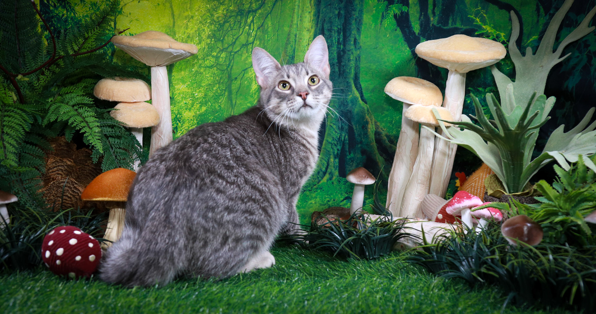 Samson (M-DSH-Grey/Tabby)
