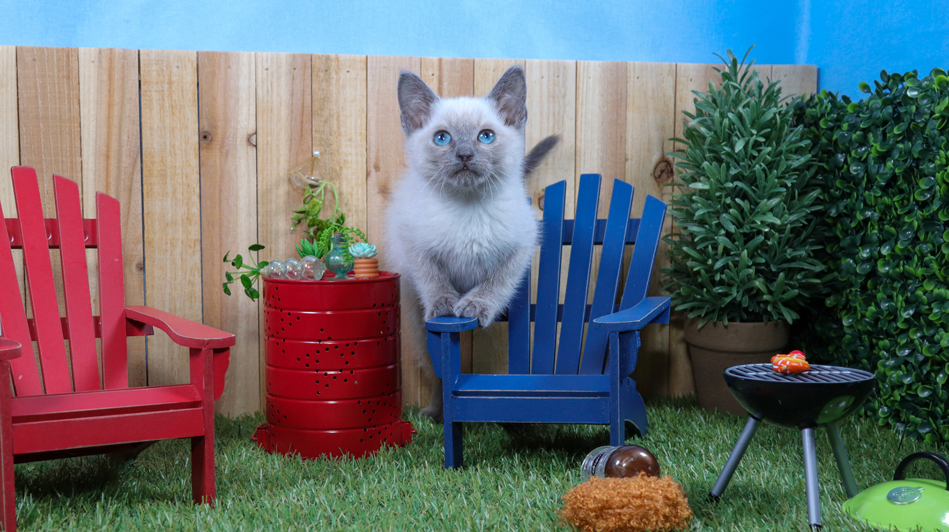 Ferb (M-DSH-Siamese)