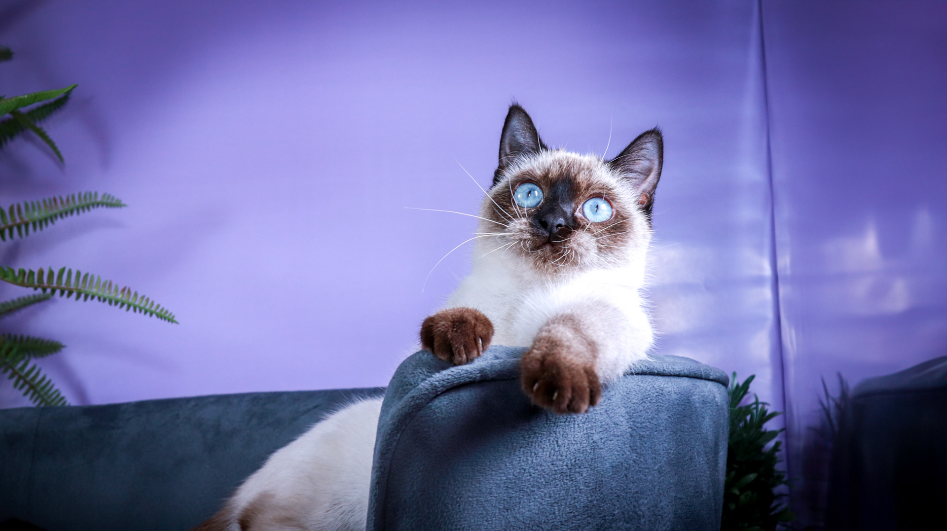 Meci (F-DSH-Seal Point Siamese)