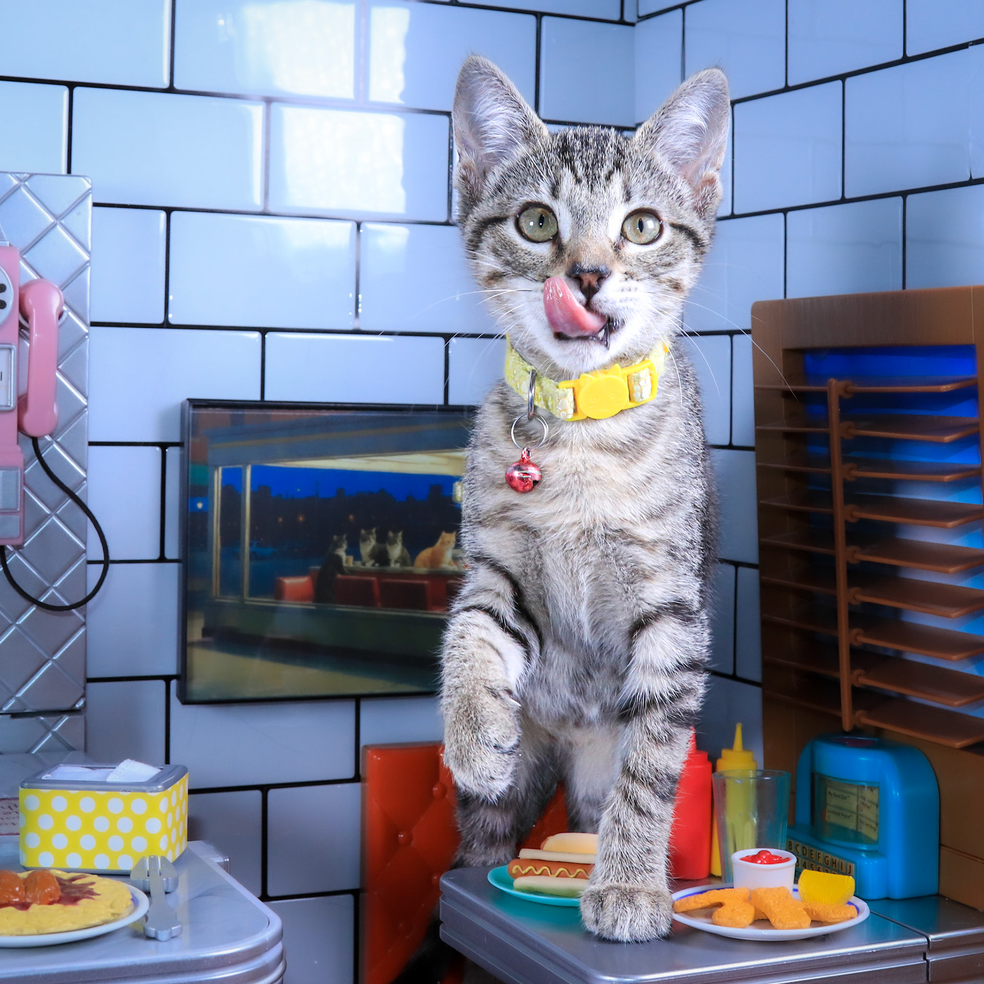 Alice (F-DSH-Tabby)