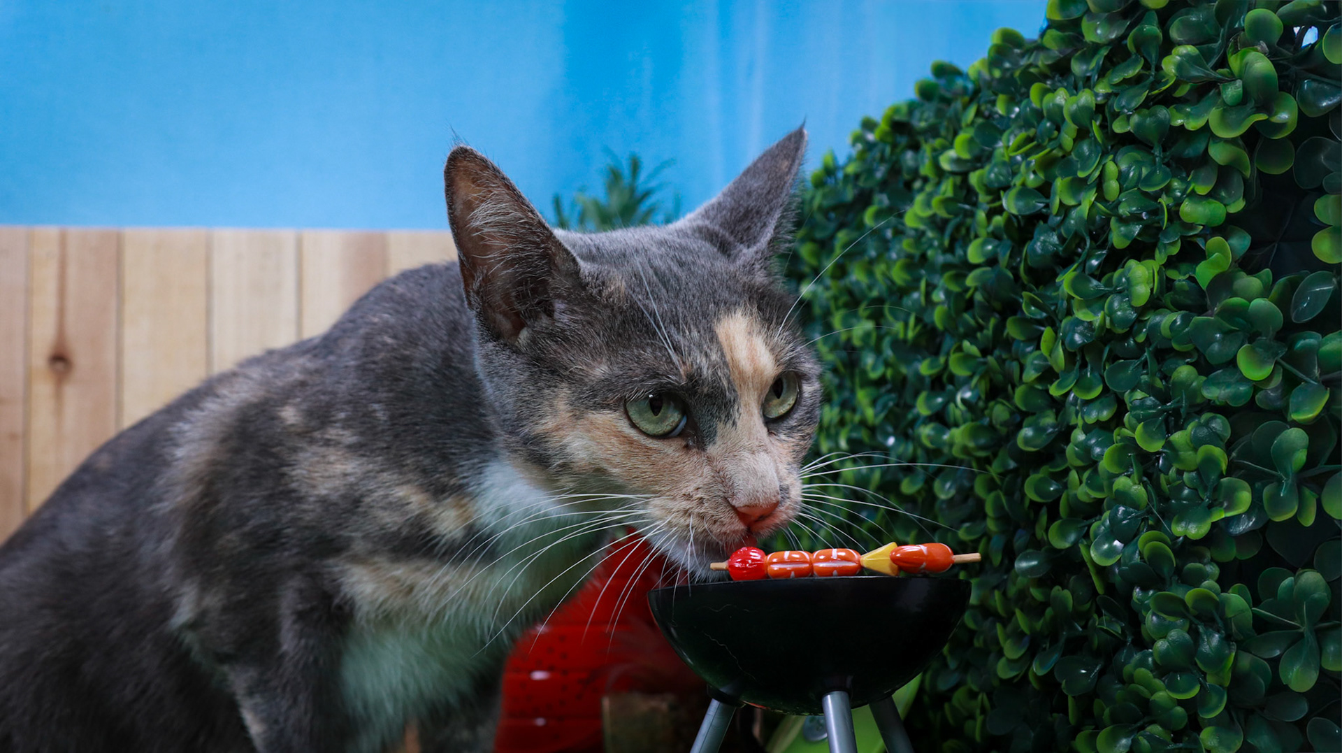 Opal (F-DSH-Dilute/Calico)