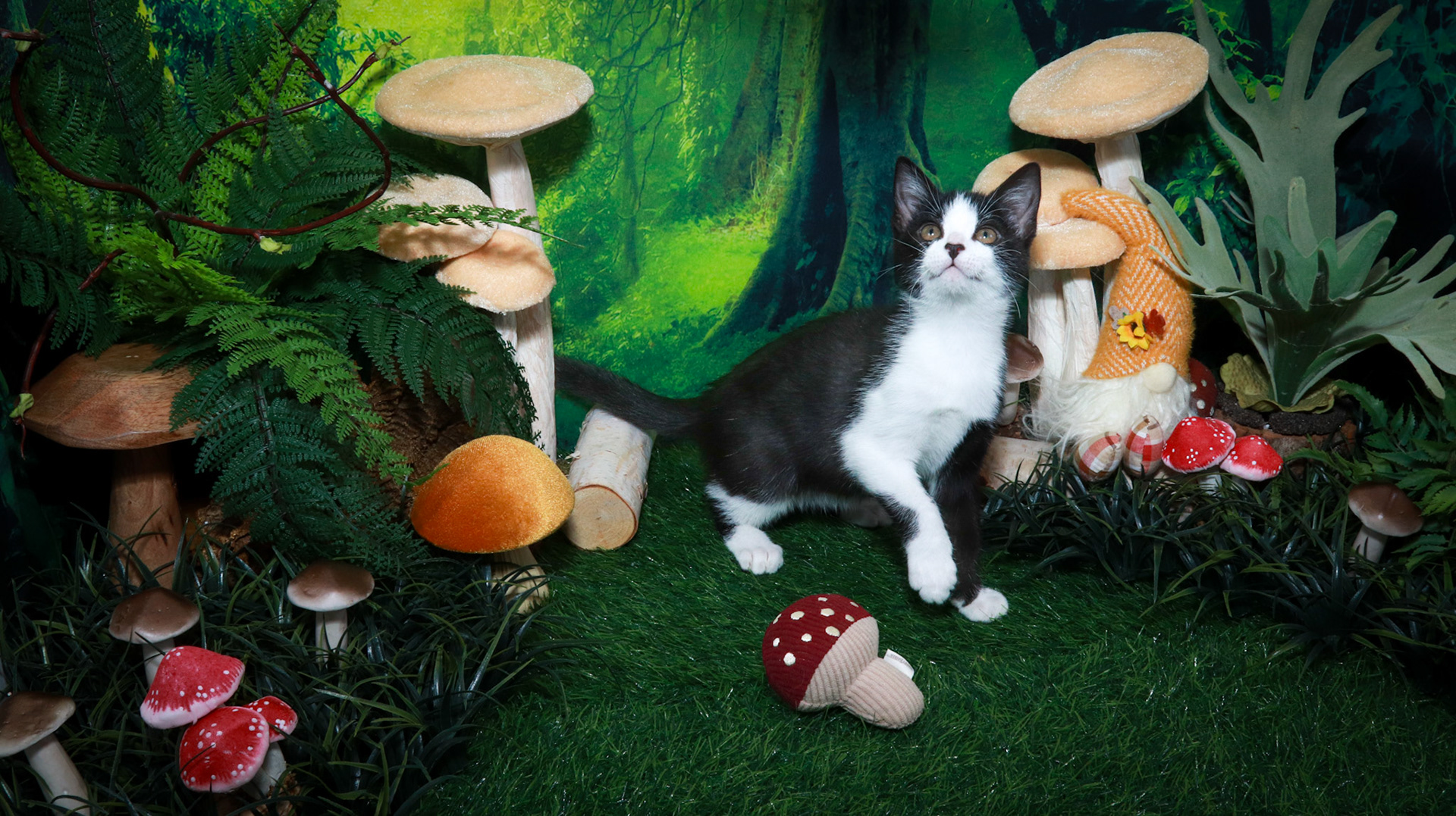 Mousse (M-DSH-Tuxie)