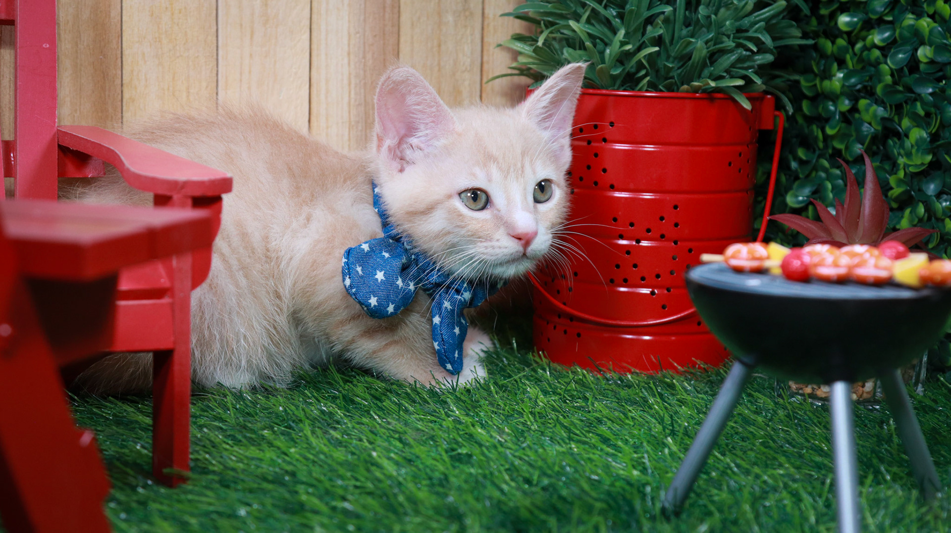 Citrine (M-DSH-Ginger/White/Tuxie)