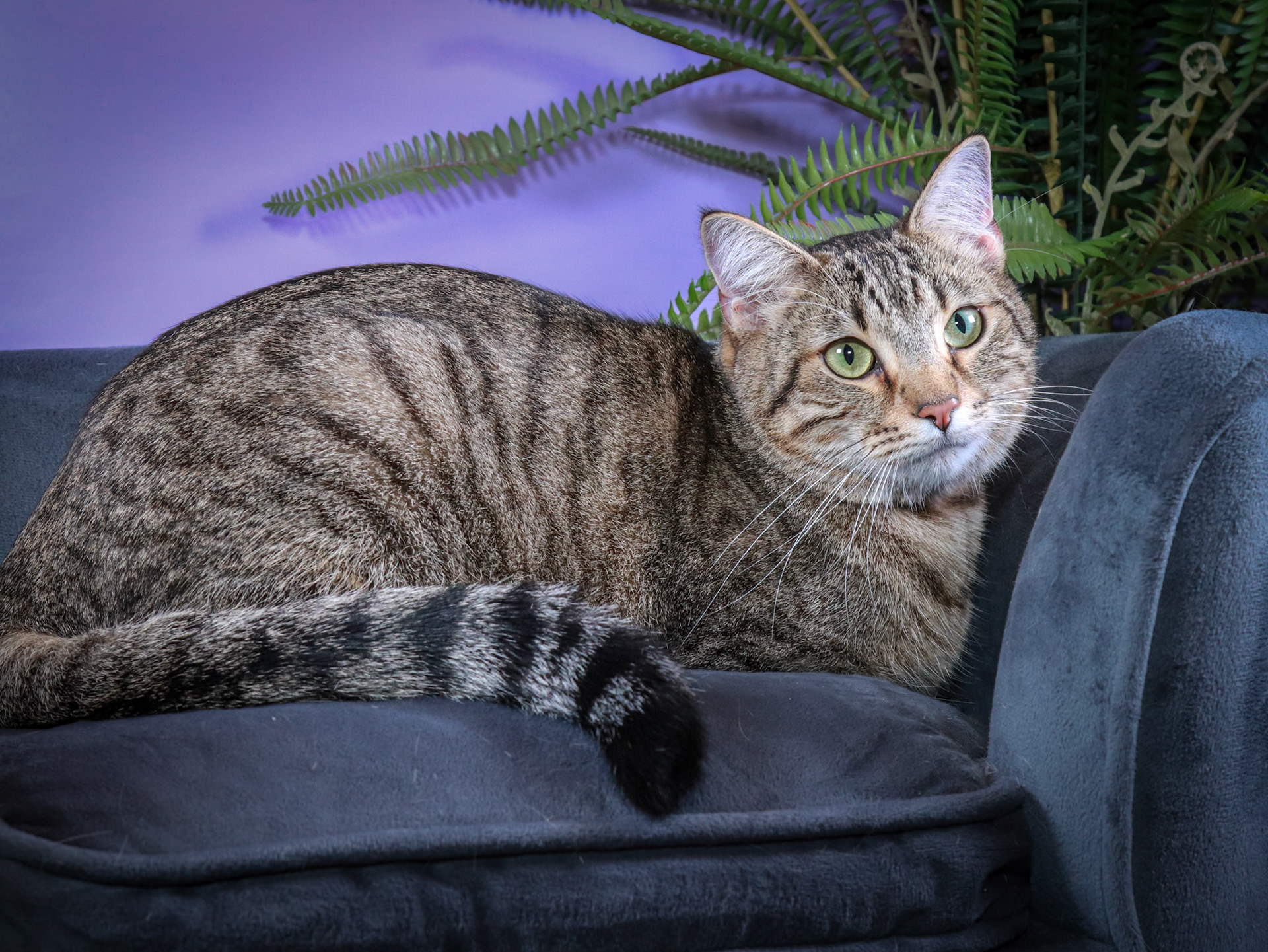 Rocky (M-DSH-Tabby)