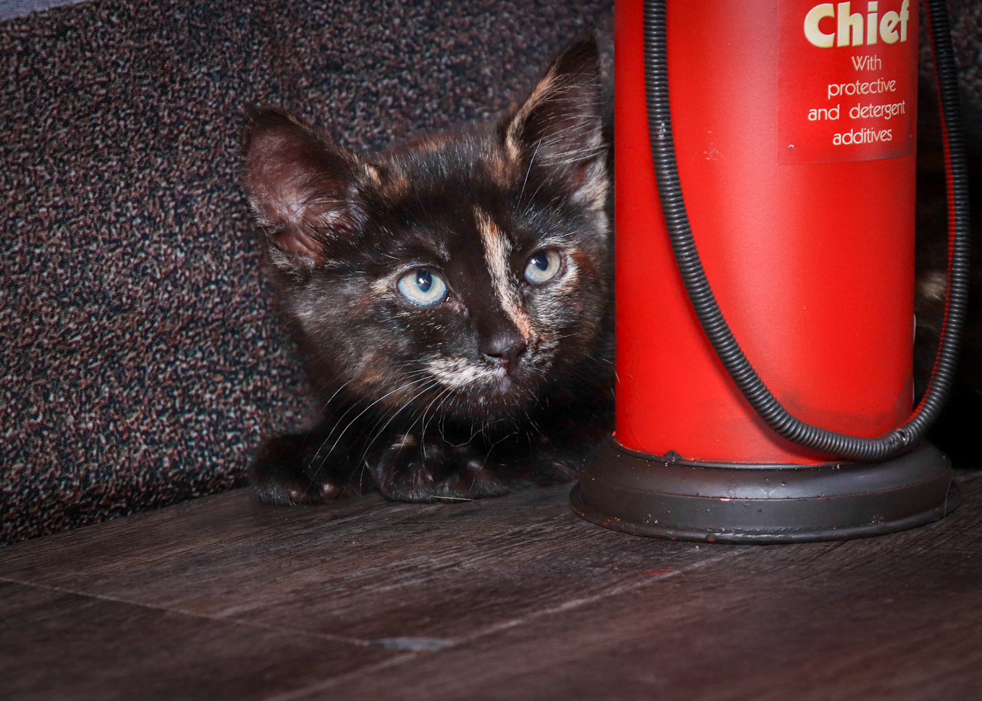 Tinkerbell (F-DSH-Tortie)