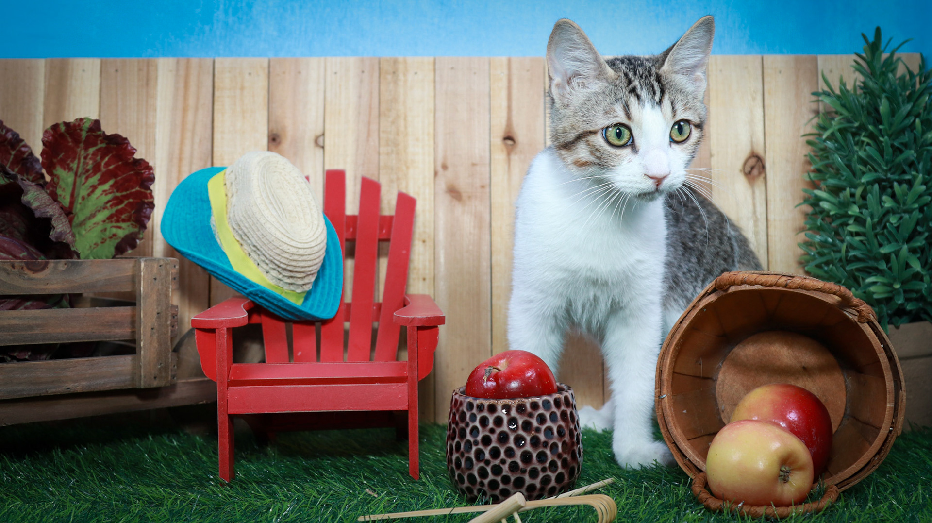 Dandy (M-DSH-Tabby/White)