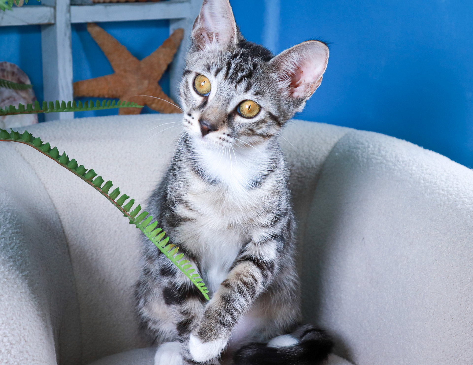 Whitefoot (F-DSH-Tabby/White)