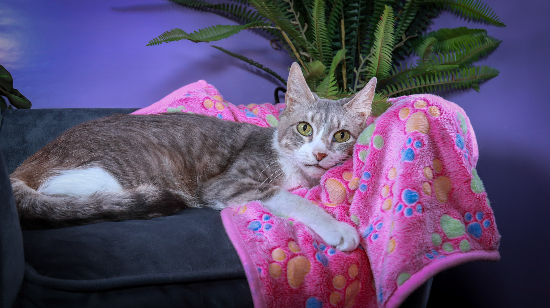 Sandy (F-DSH-Grey/White/Tuxie)