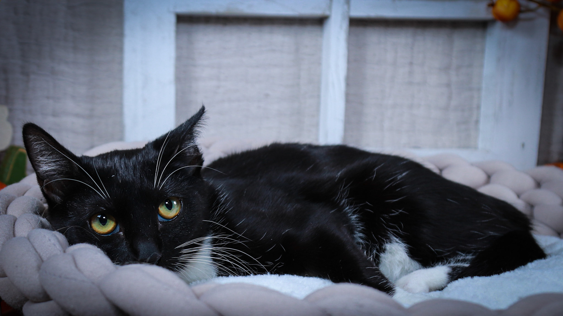 Luna (F-DSH-Black/White/Tuxie)