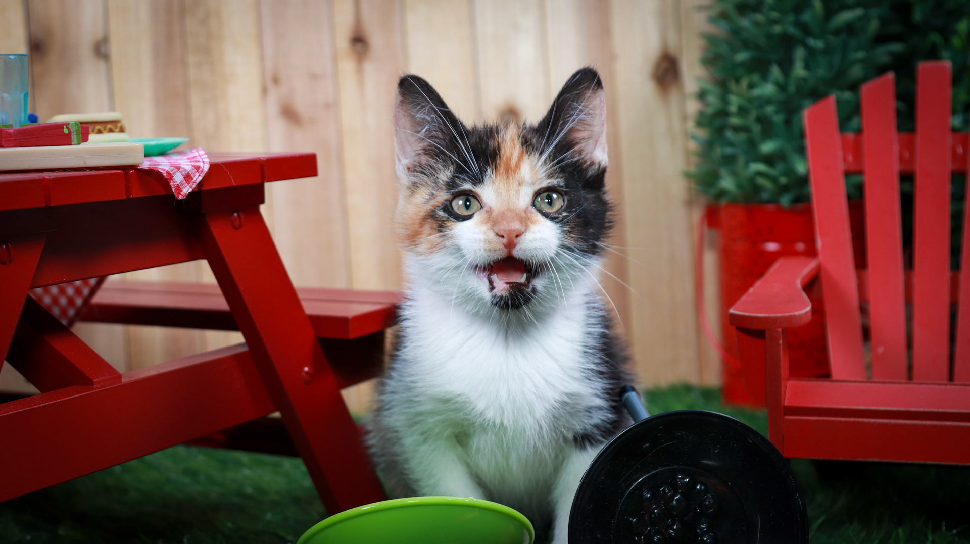 Calypso (F-DSH-Calico)