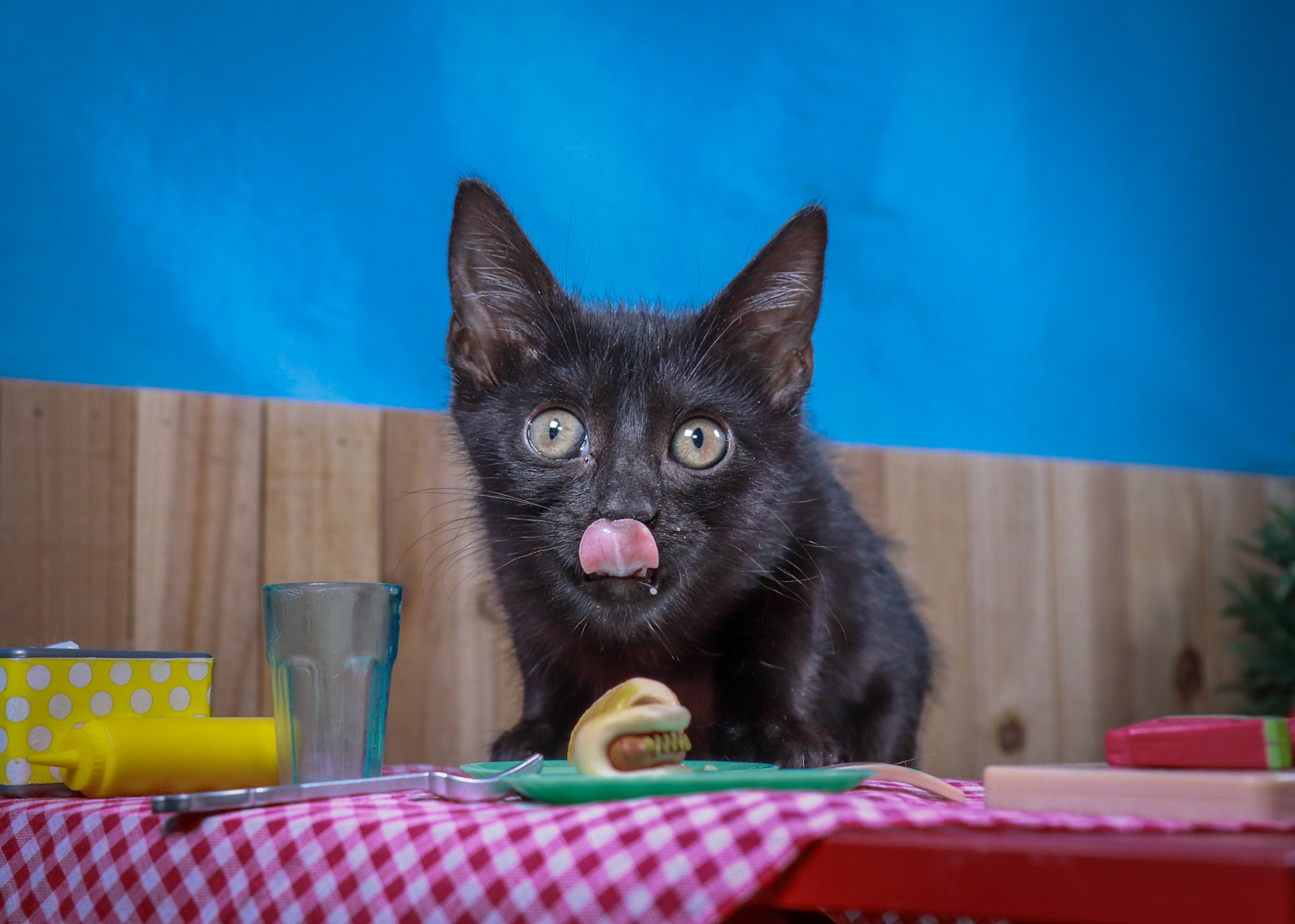Tara (F-DSH-Black)