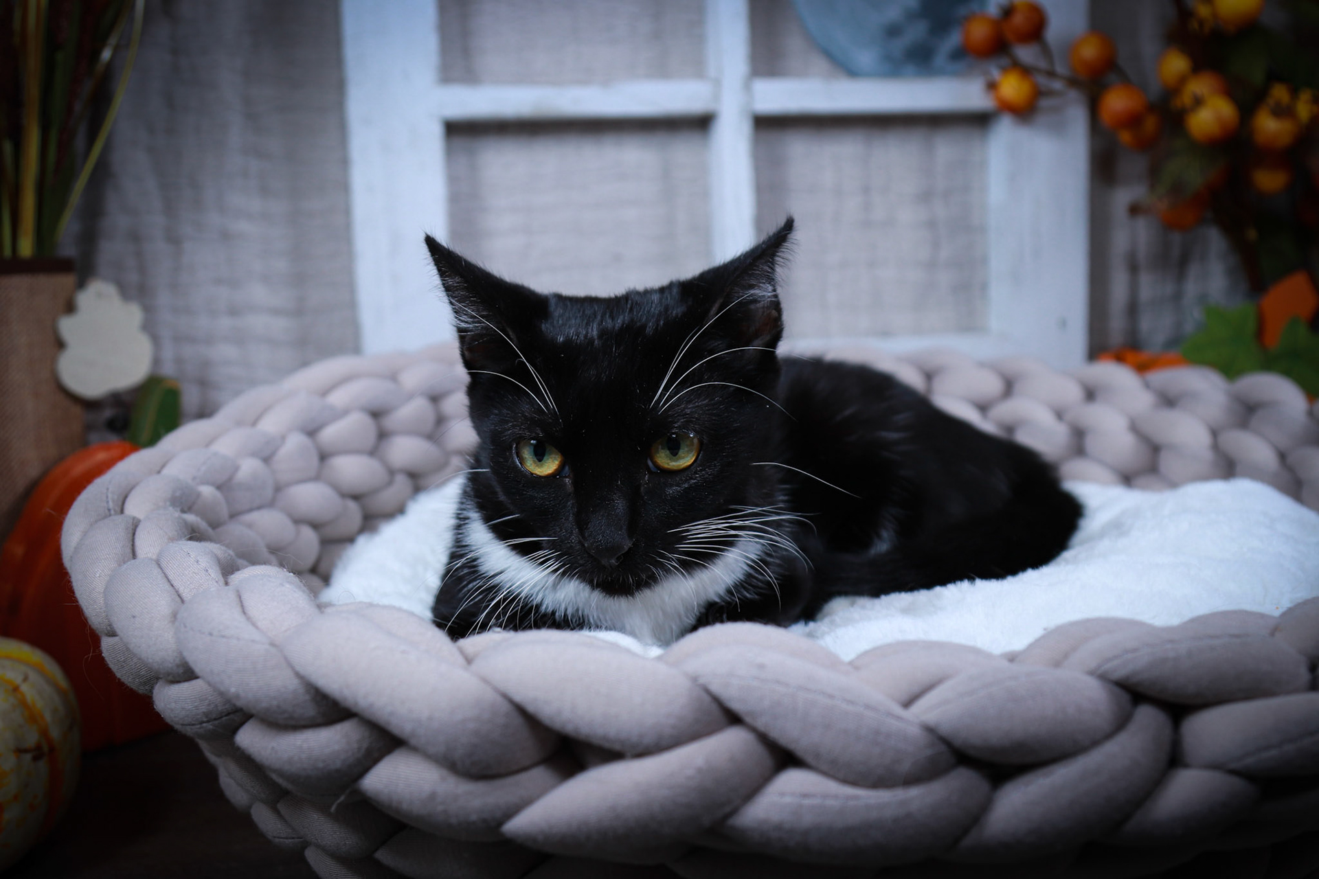 Luna (F-DSH-Black/White/Tuxie)