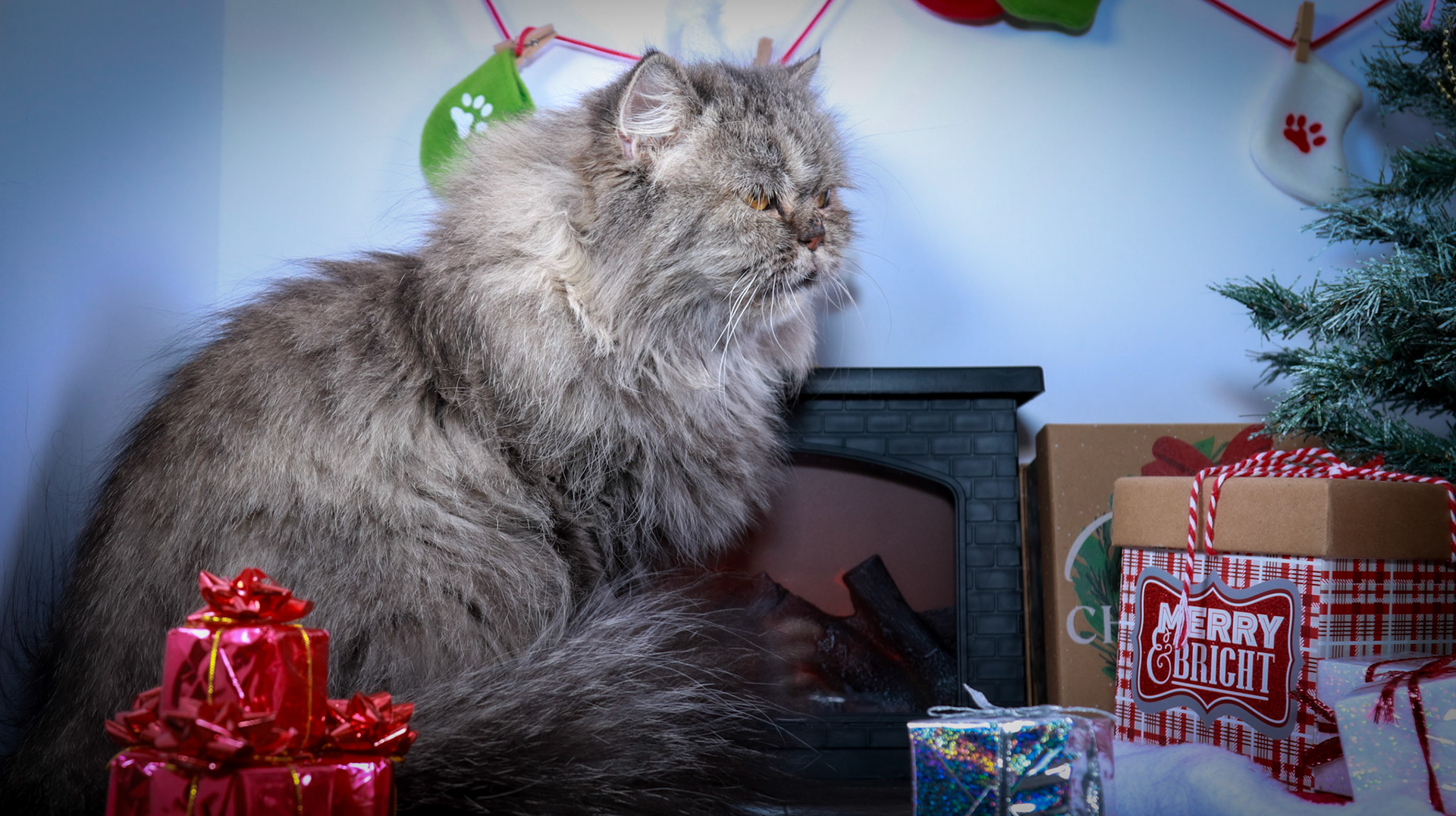 Petunia (F-DLH-Persian)
