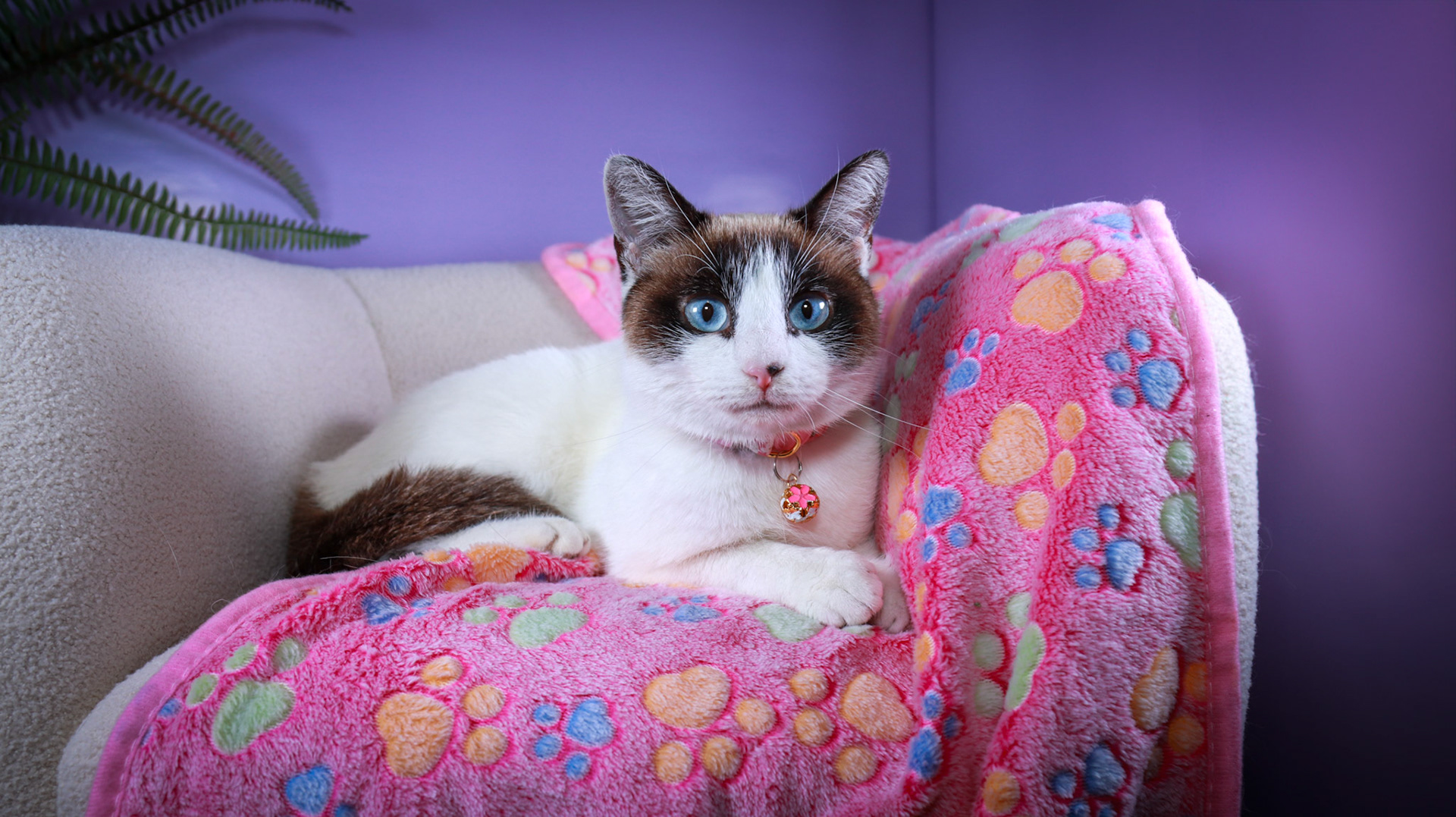 Kilala (F-DSH-Snow Shoe Siamese)